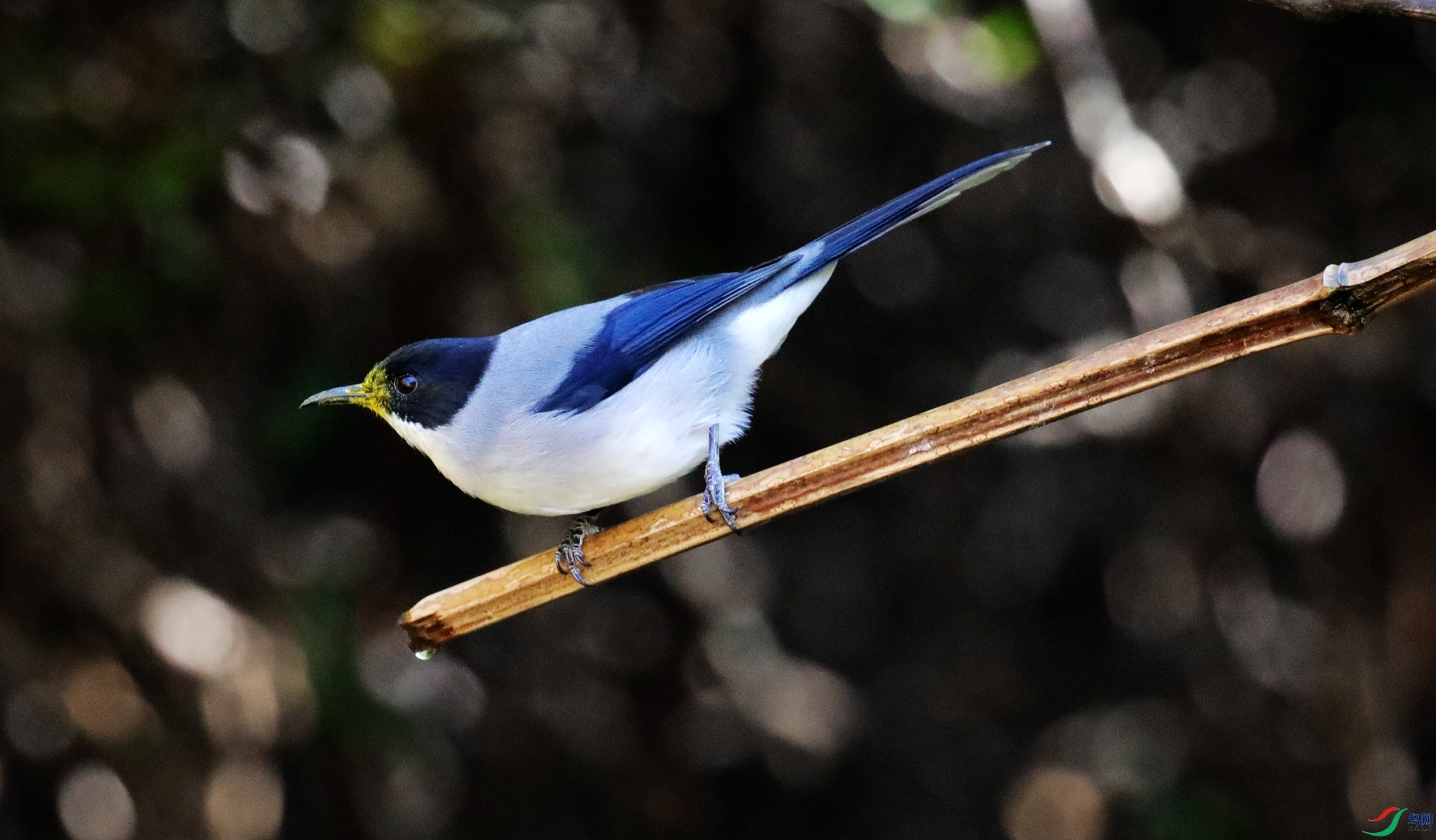 ��ͷ����