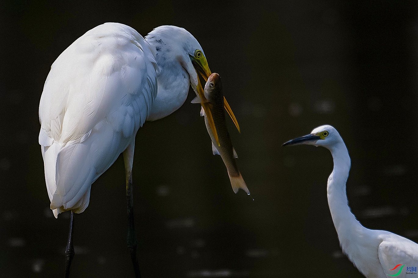 DSC_1160---.jpg