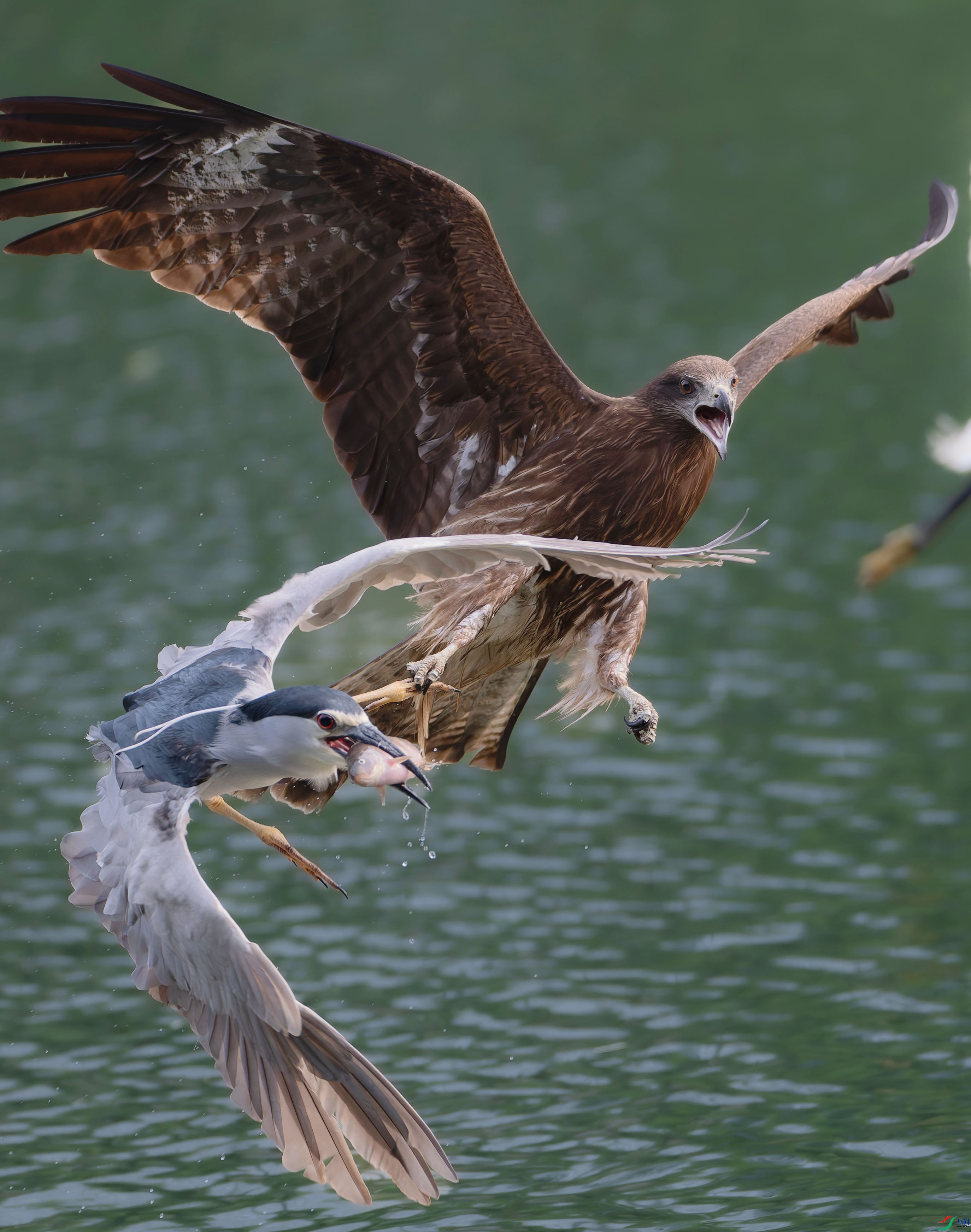 P3291019-DxO_DeepPRIME XD2s_����_����.jpg