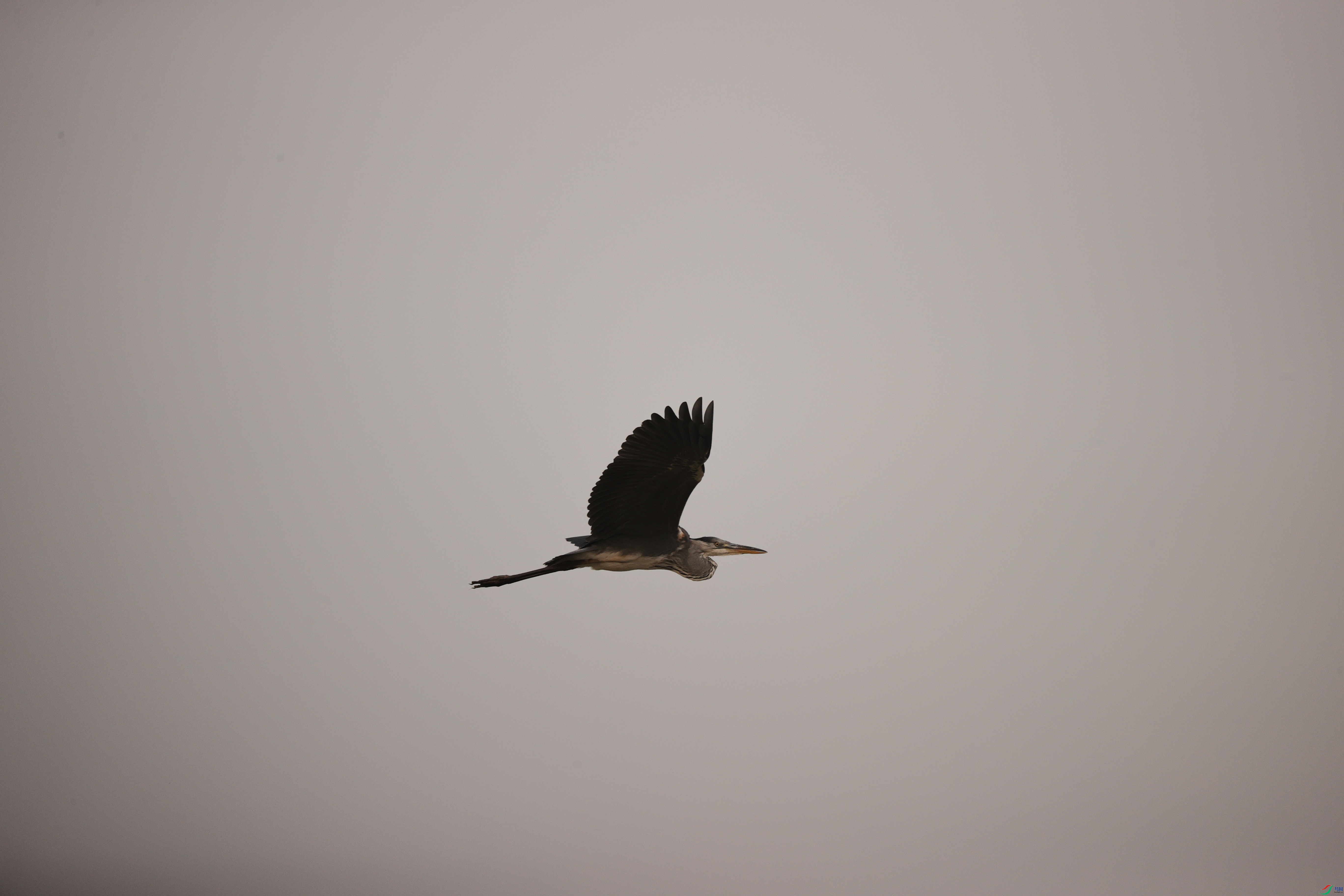 Ұ��26