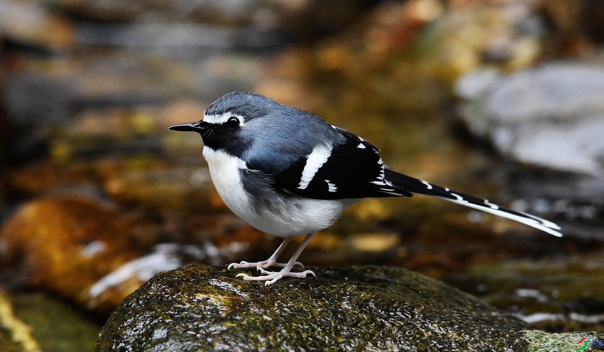 DSC_7995.jpg