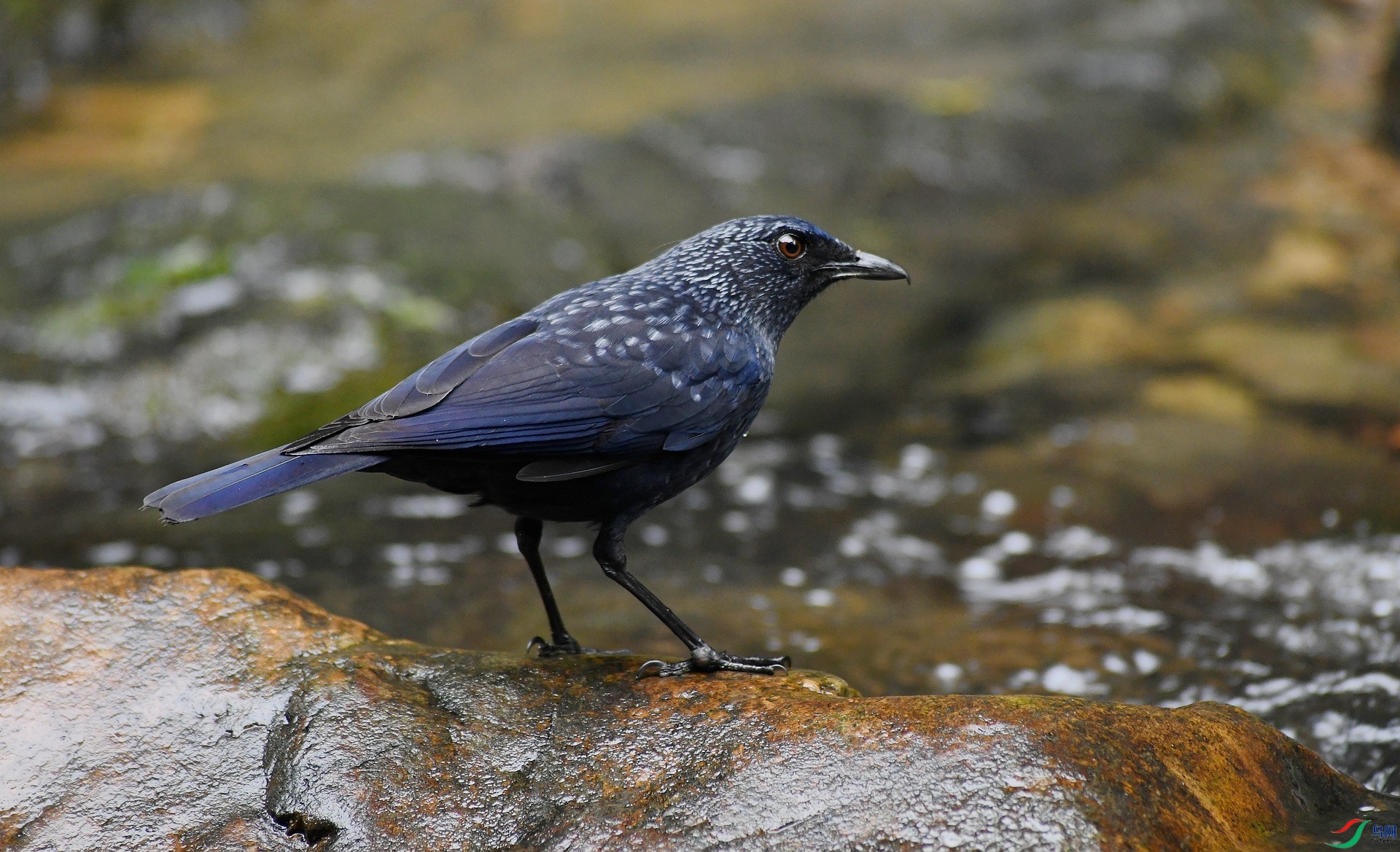 DSC_7930.jpg