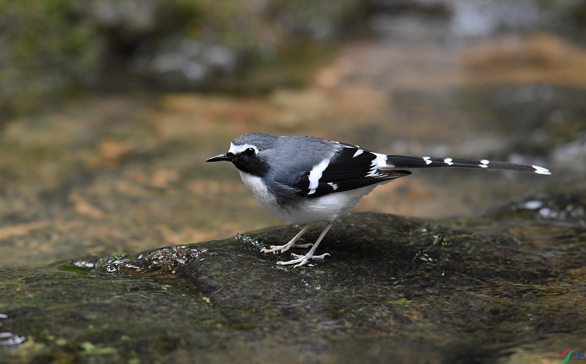 DSC_9634.jpg