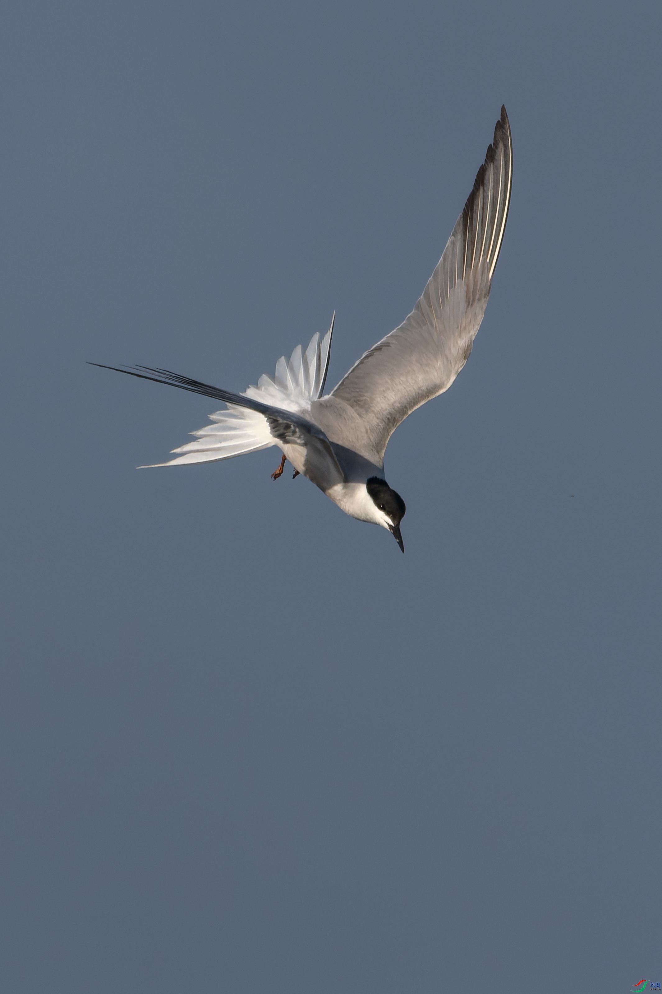 DSC_9267.jpg