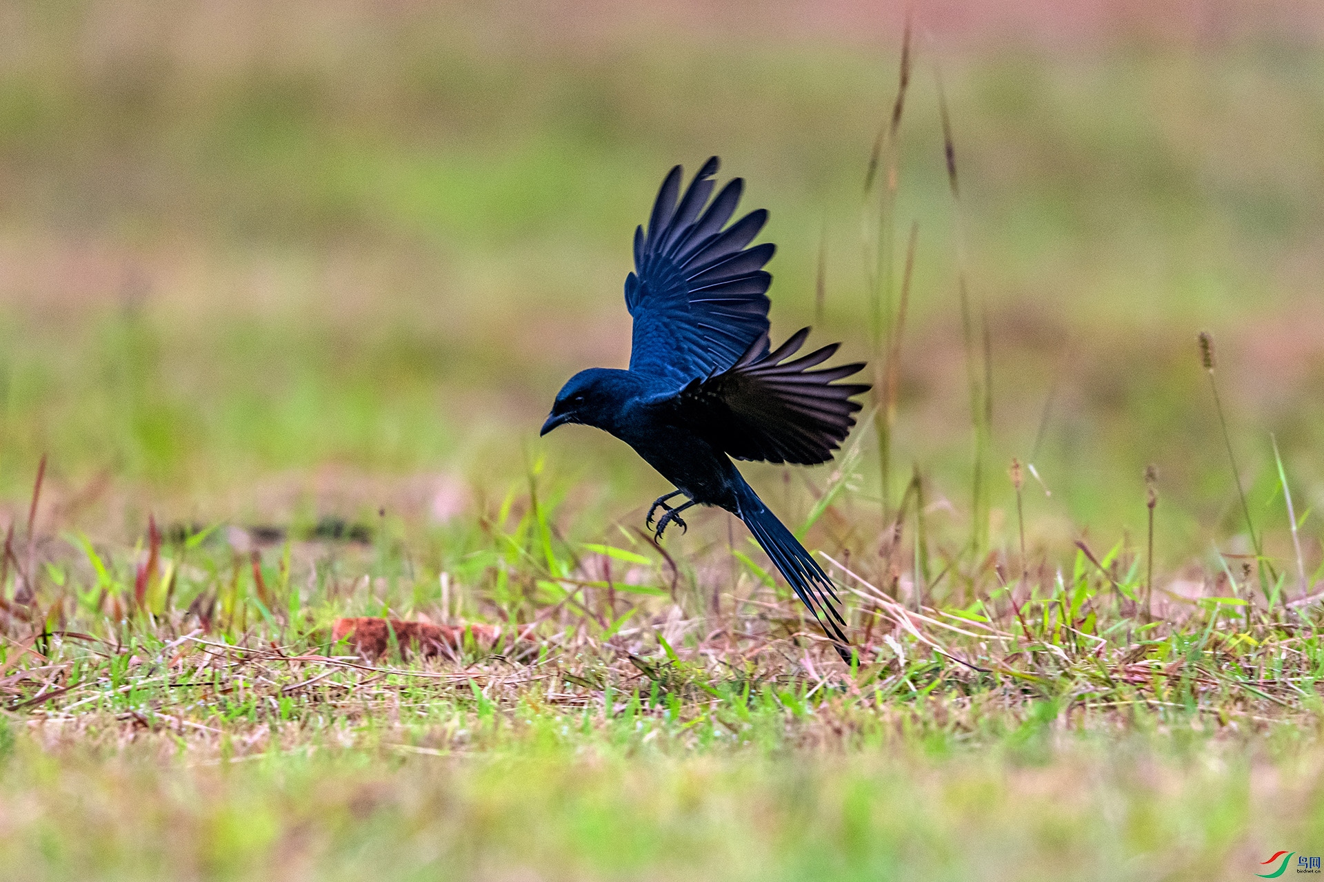 _AUU0181 �ھ�β(25.9.22).jpg