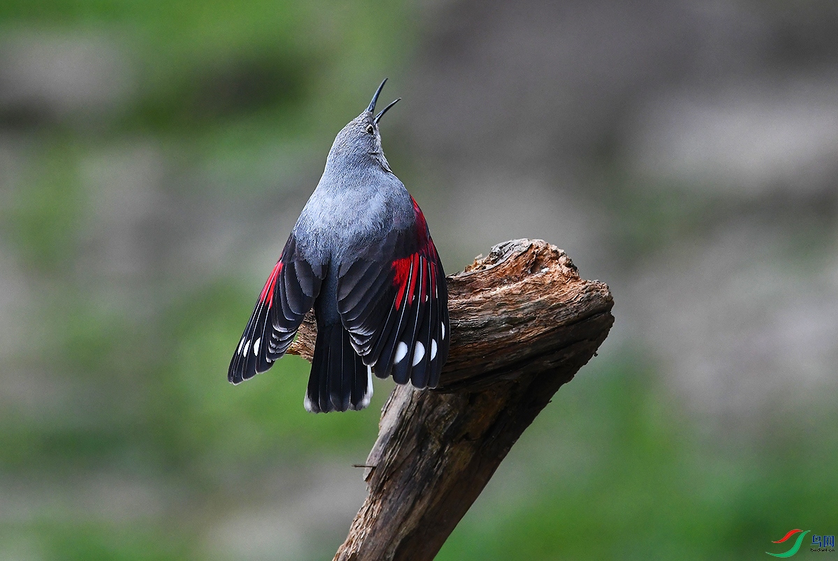 DSC_1375.JPG