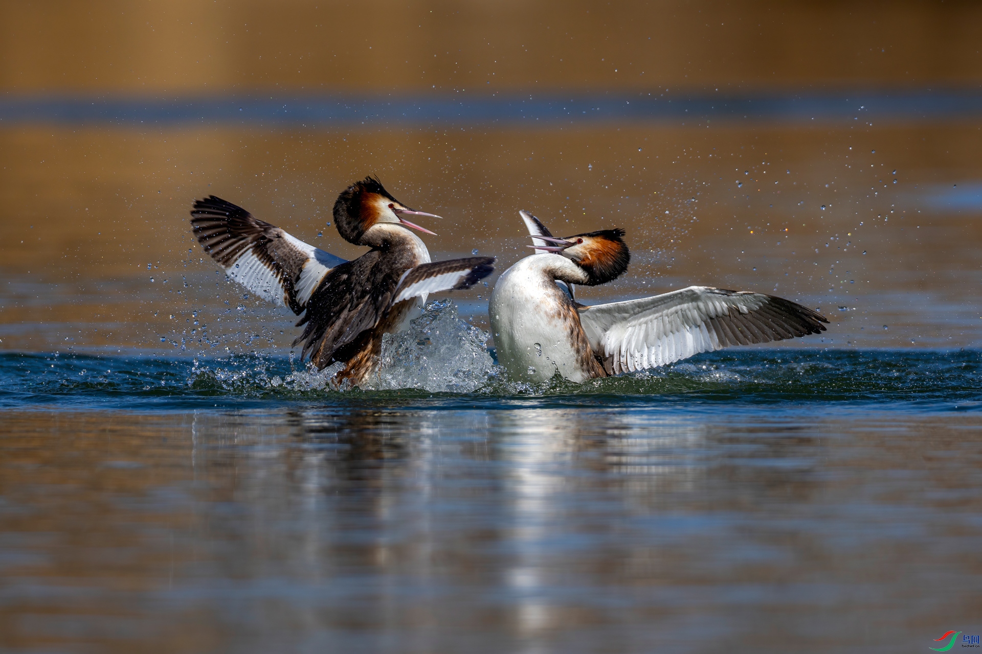 _H6A0487 ����_����.jpg