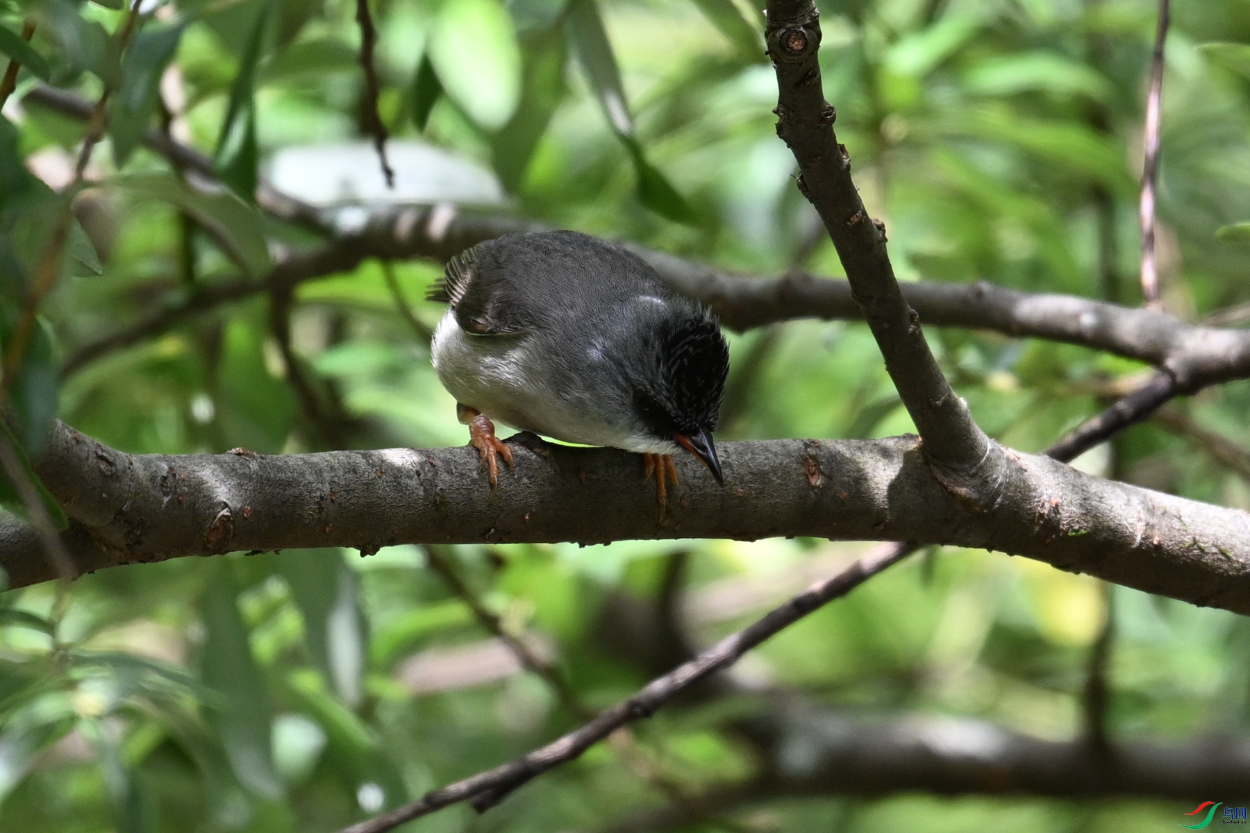 DSC_3348.JPG