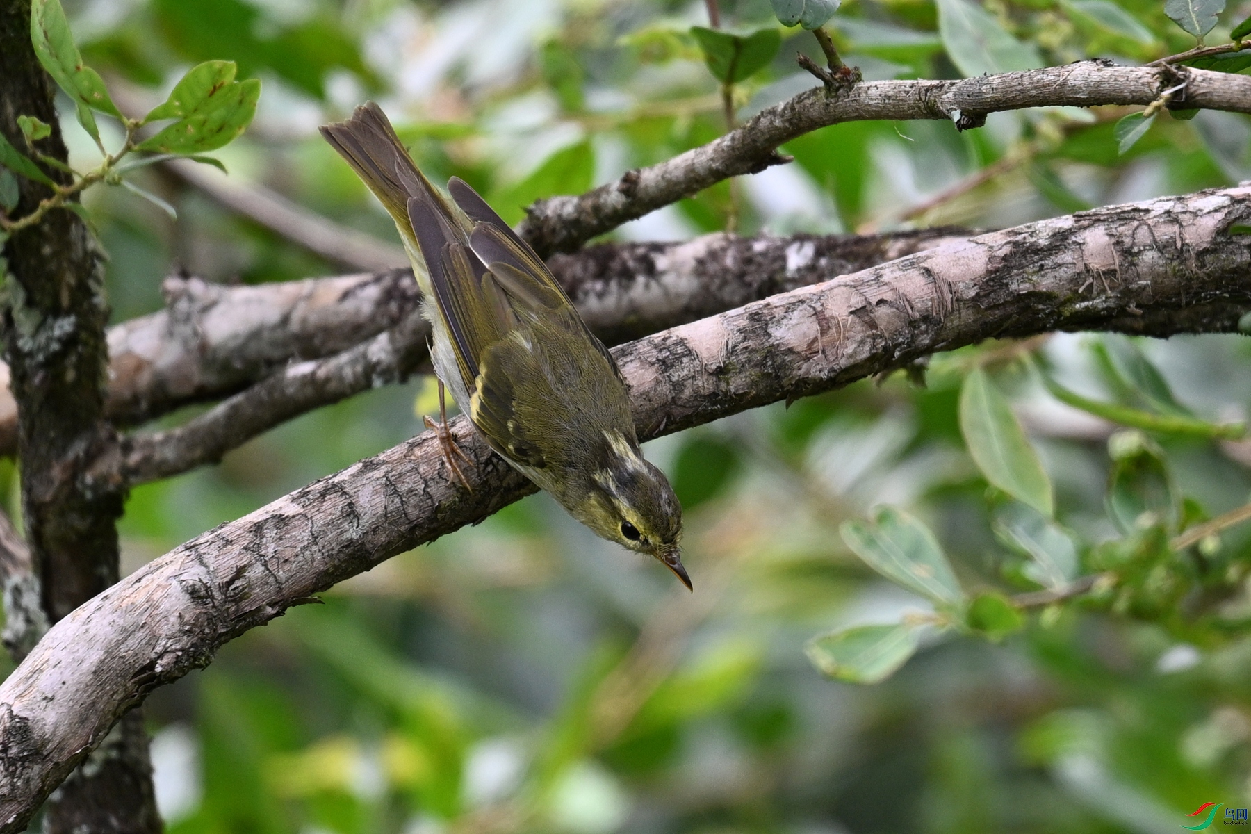 DSC_3337.JPG