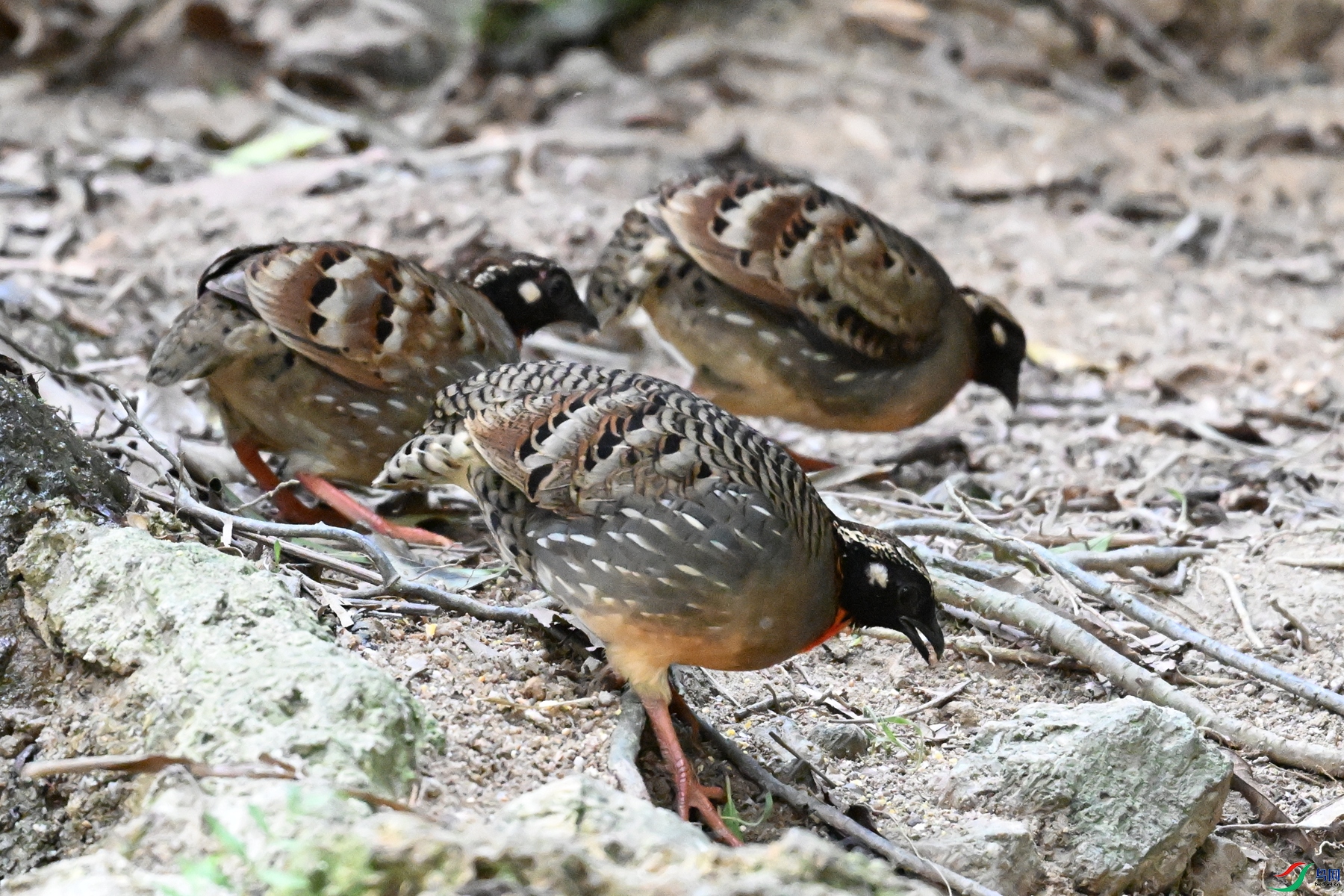 DSC_7345.JPG