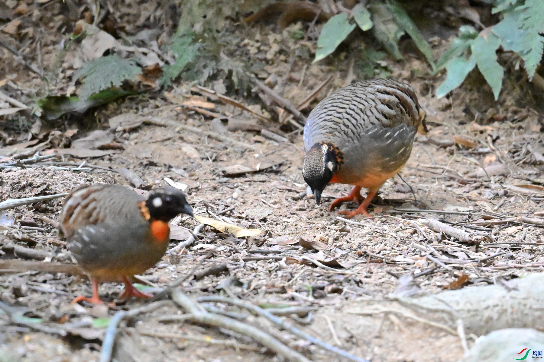 DSC_7309.JPG