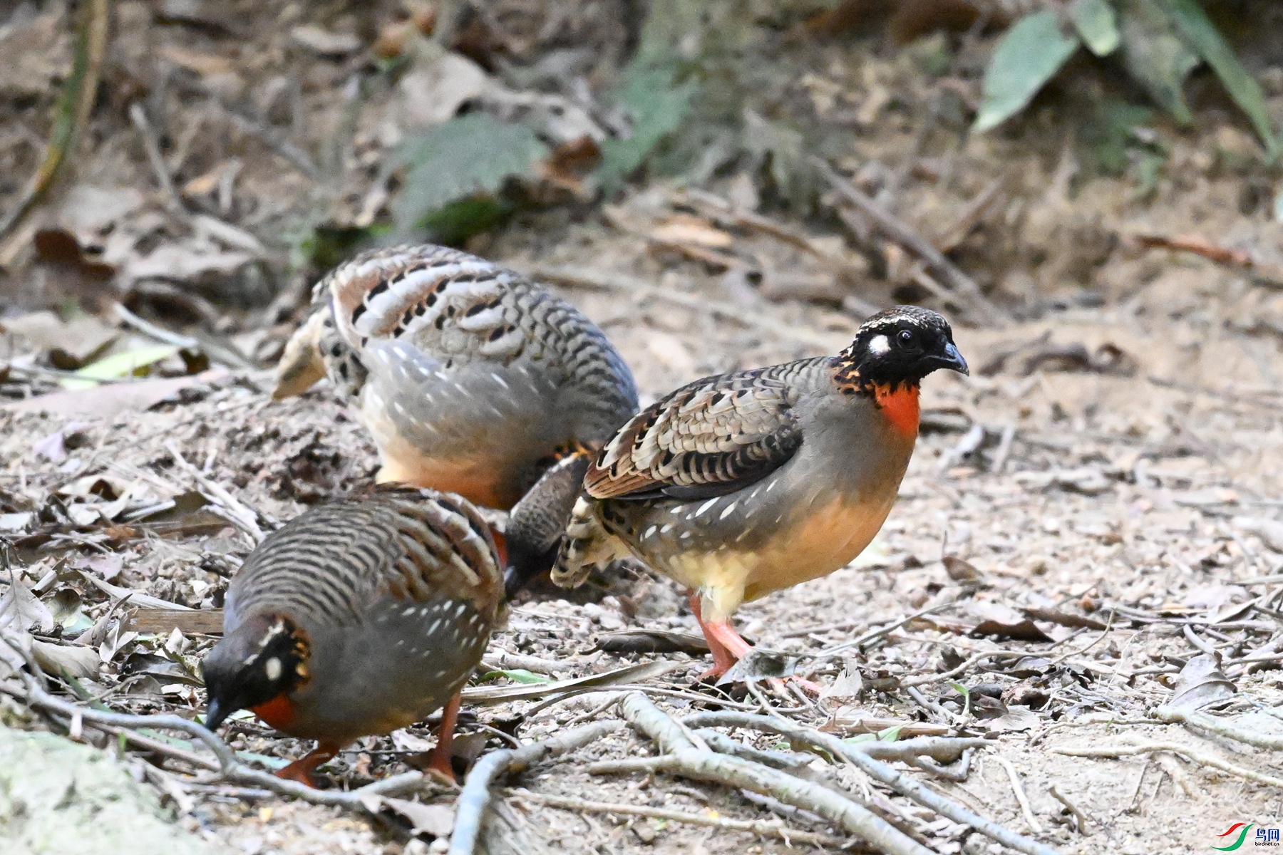 DSC_7349.JPG