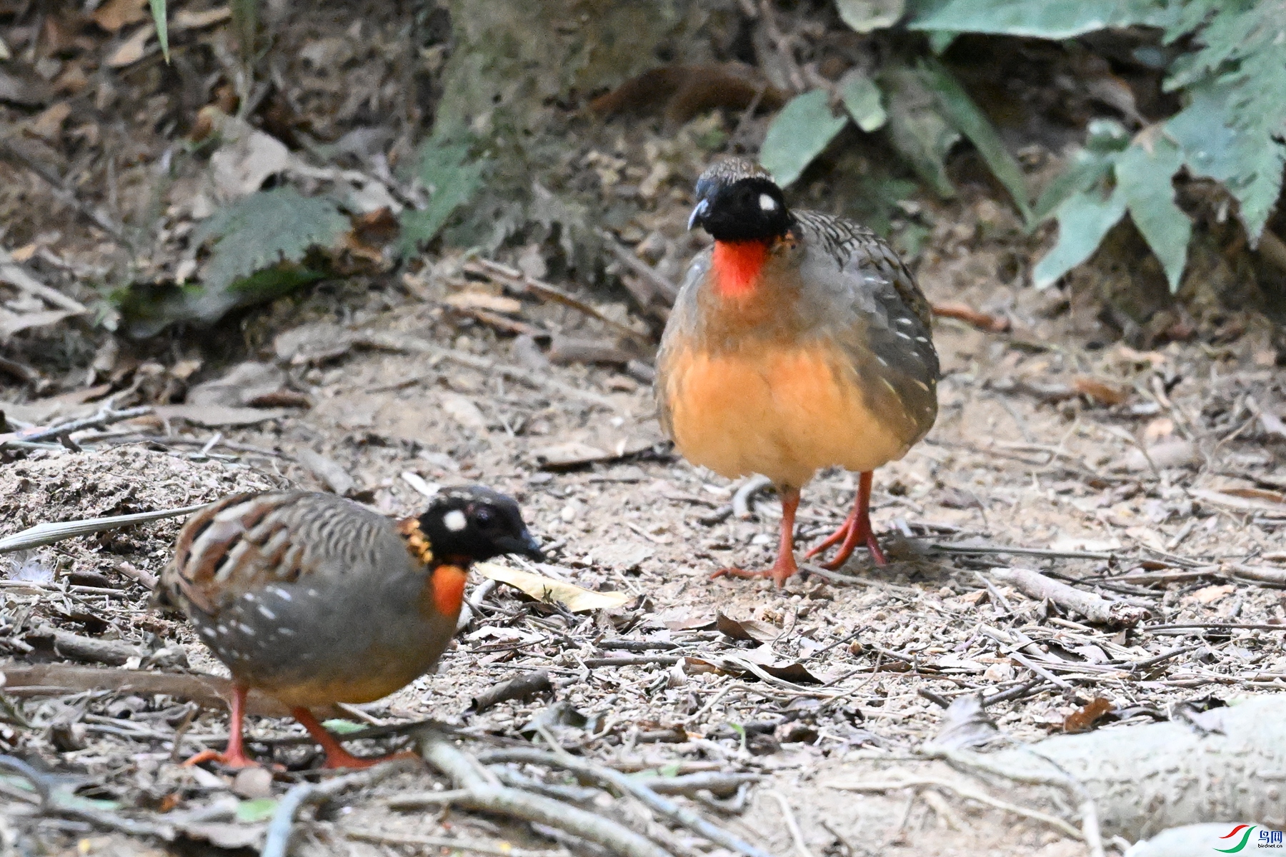 DSC_7313.JPG