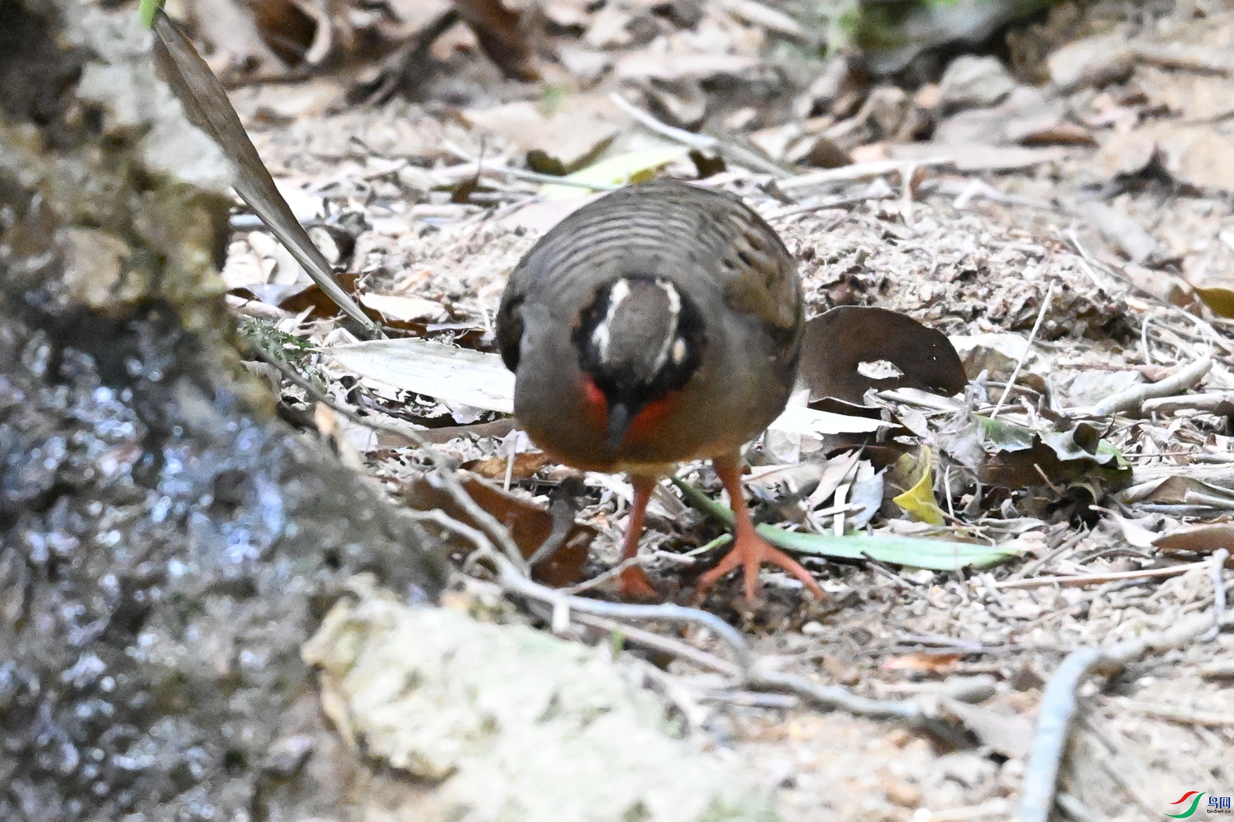 DSC_7375.JPG