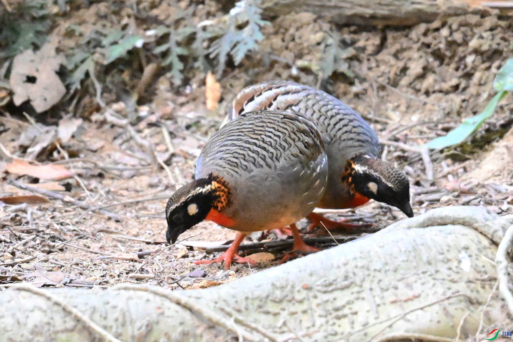 DSC_7402.JPG