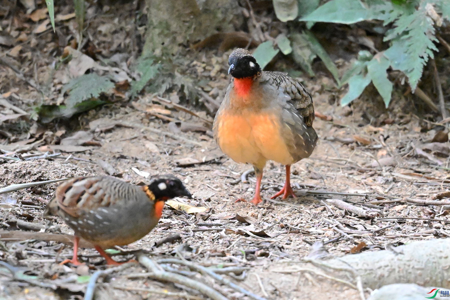 DSC_7317.JPG