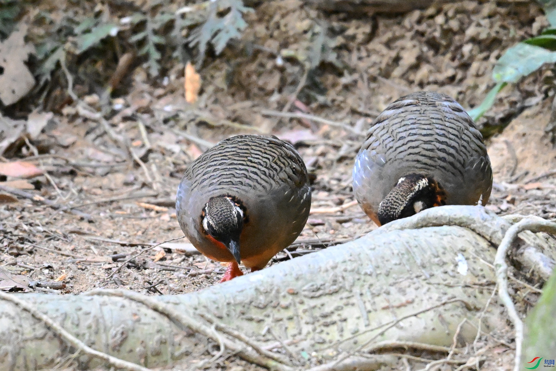 DSC_7407.JPG