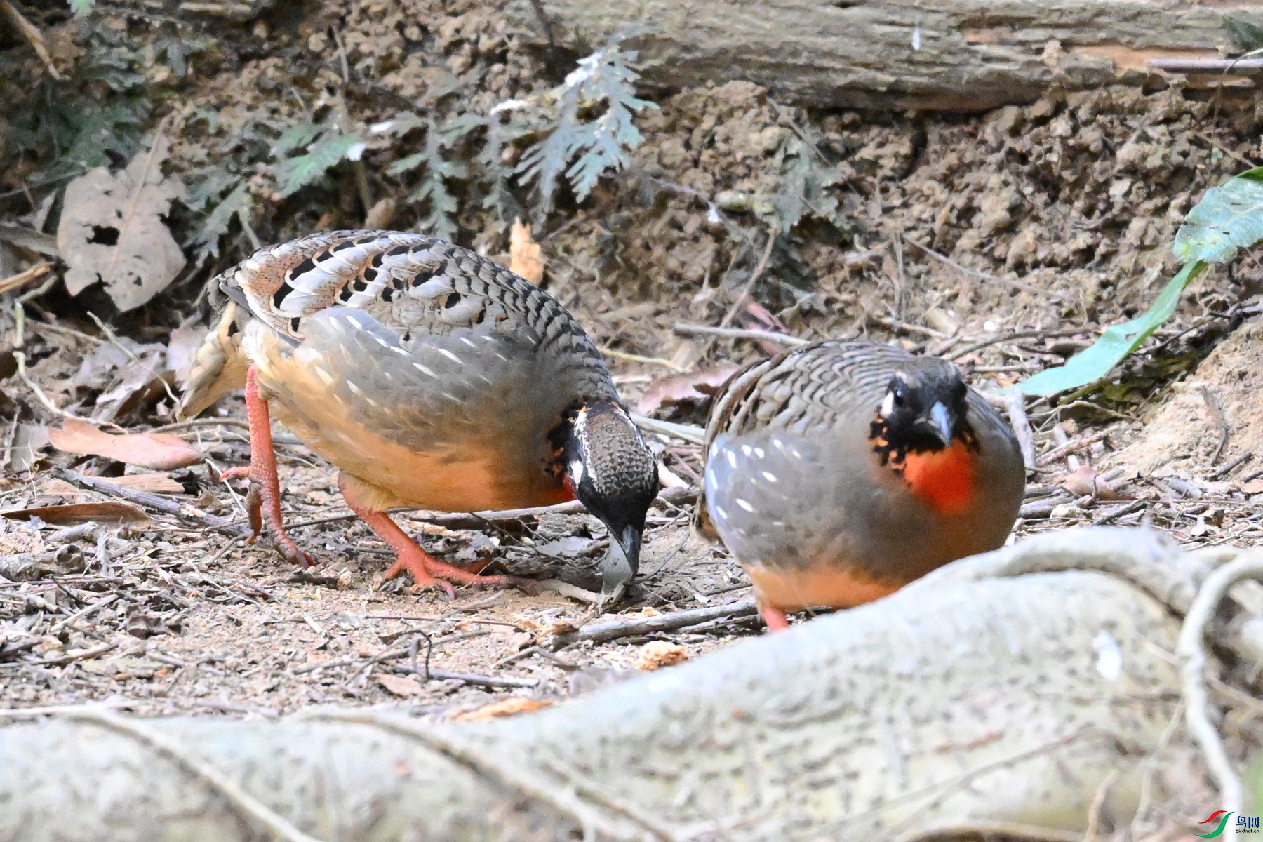 DSC_7396.JPG