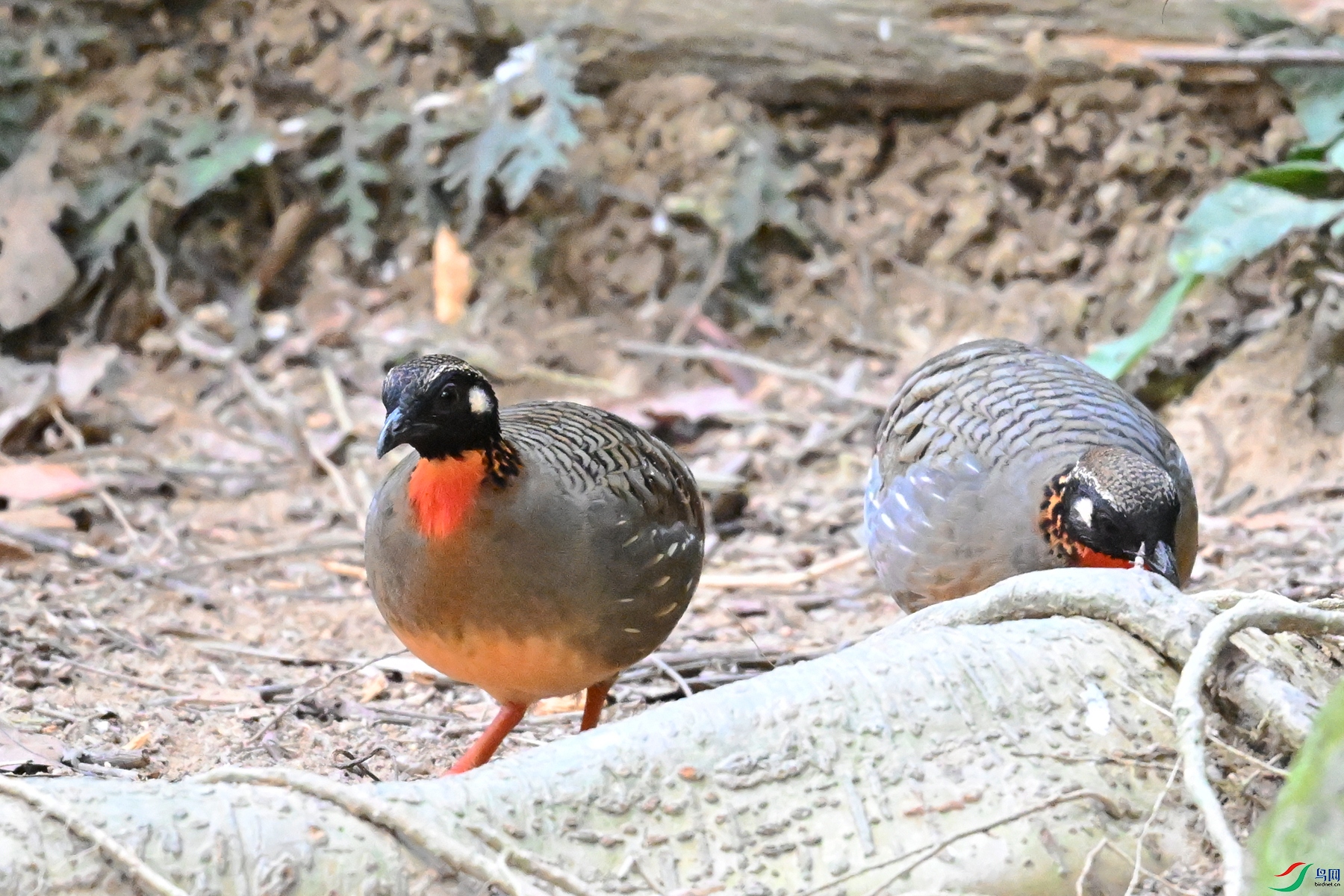 DSC_7412.JPG
