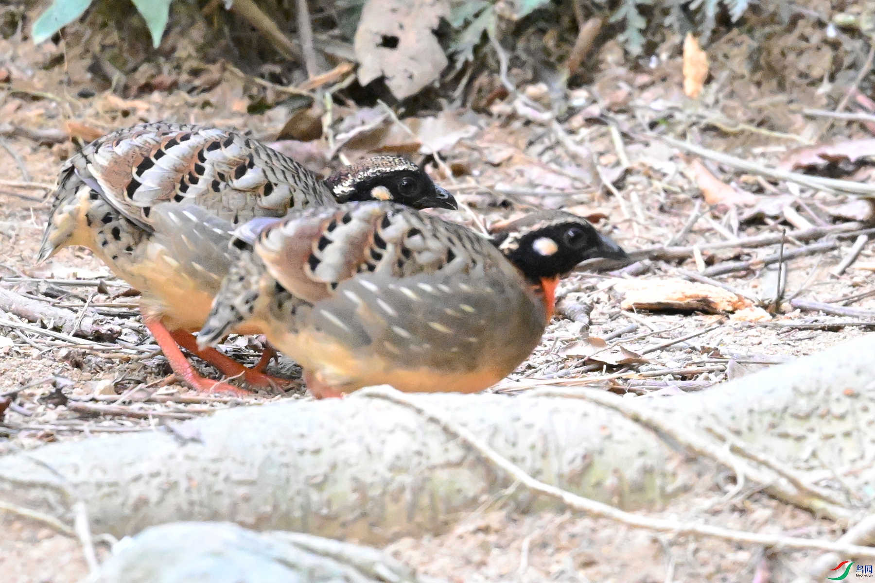 DSC_7367.JPG