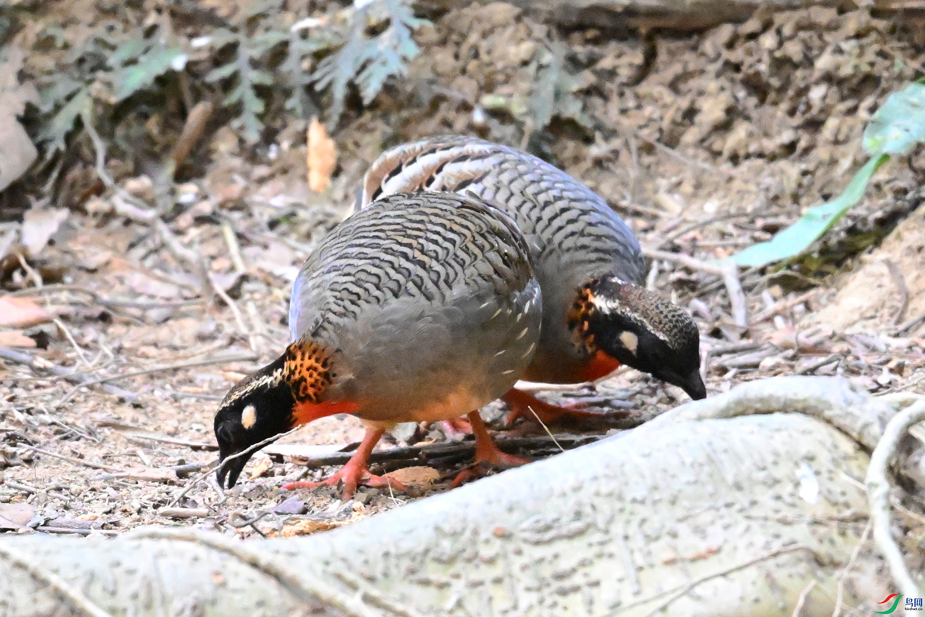 DSC_7401.JPG