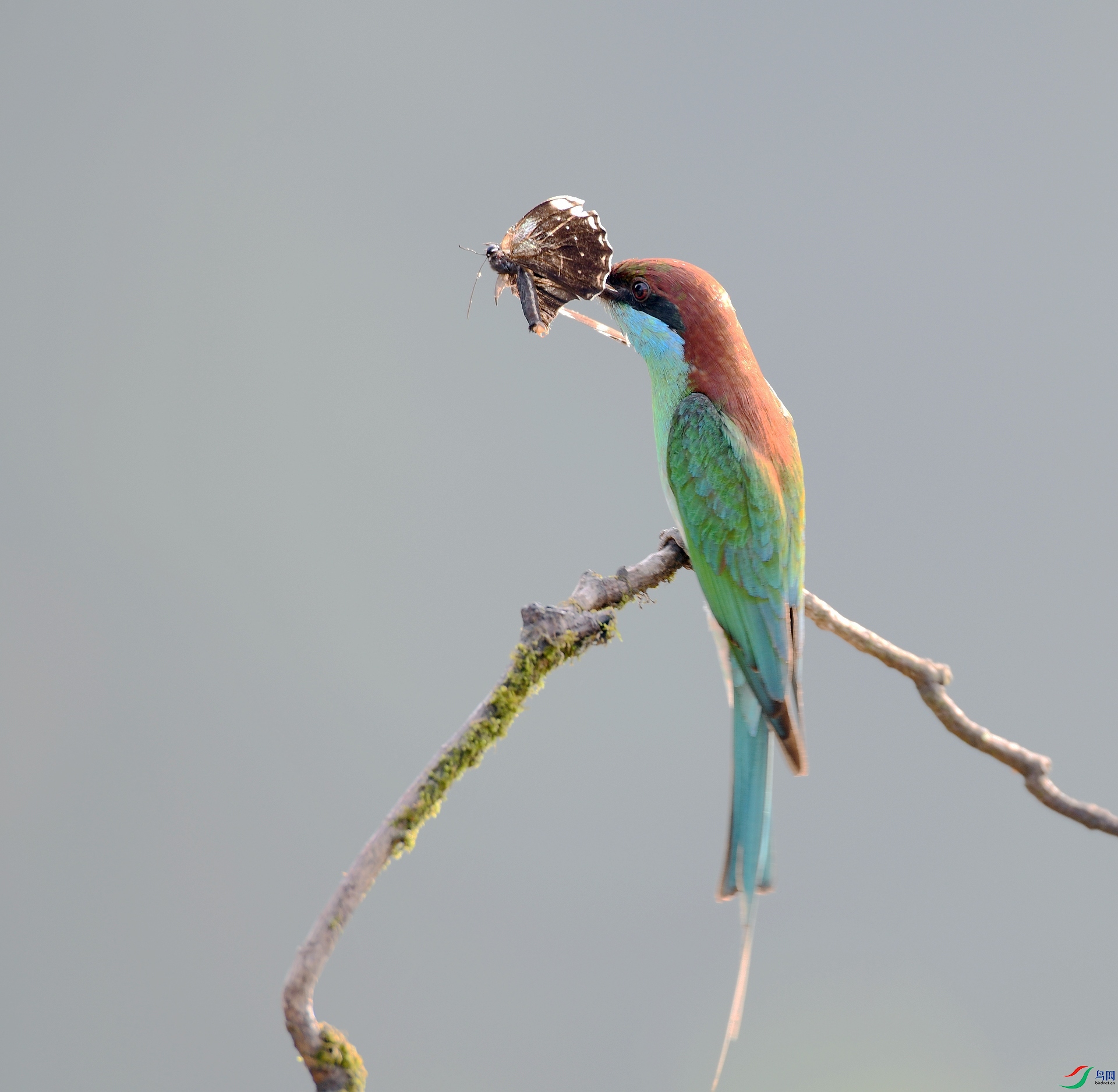 DSC_9585.jpg
