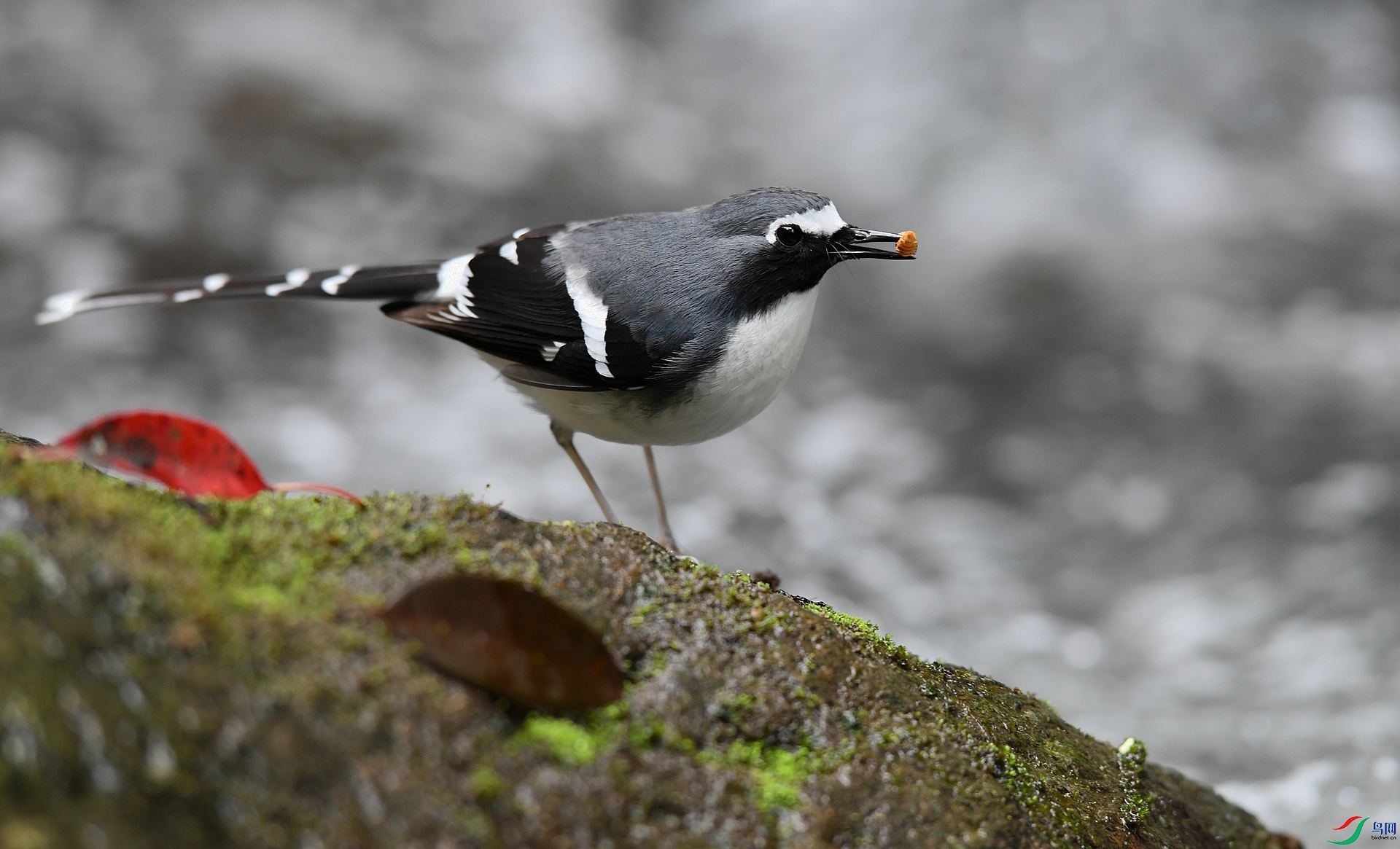 DSC_9627.jpg