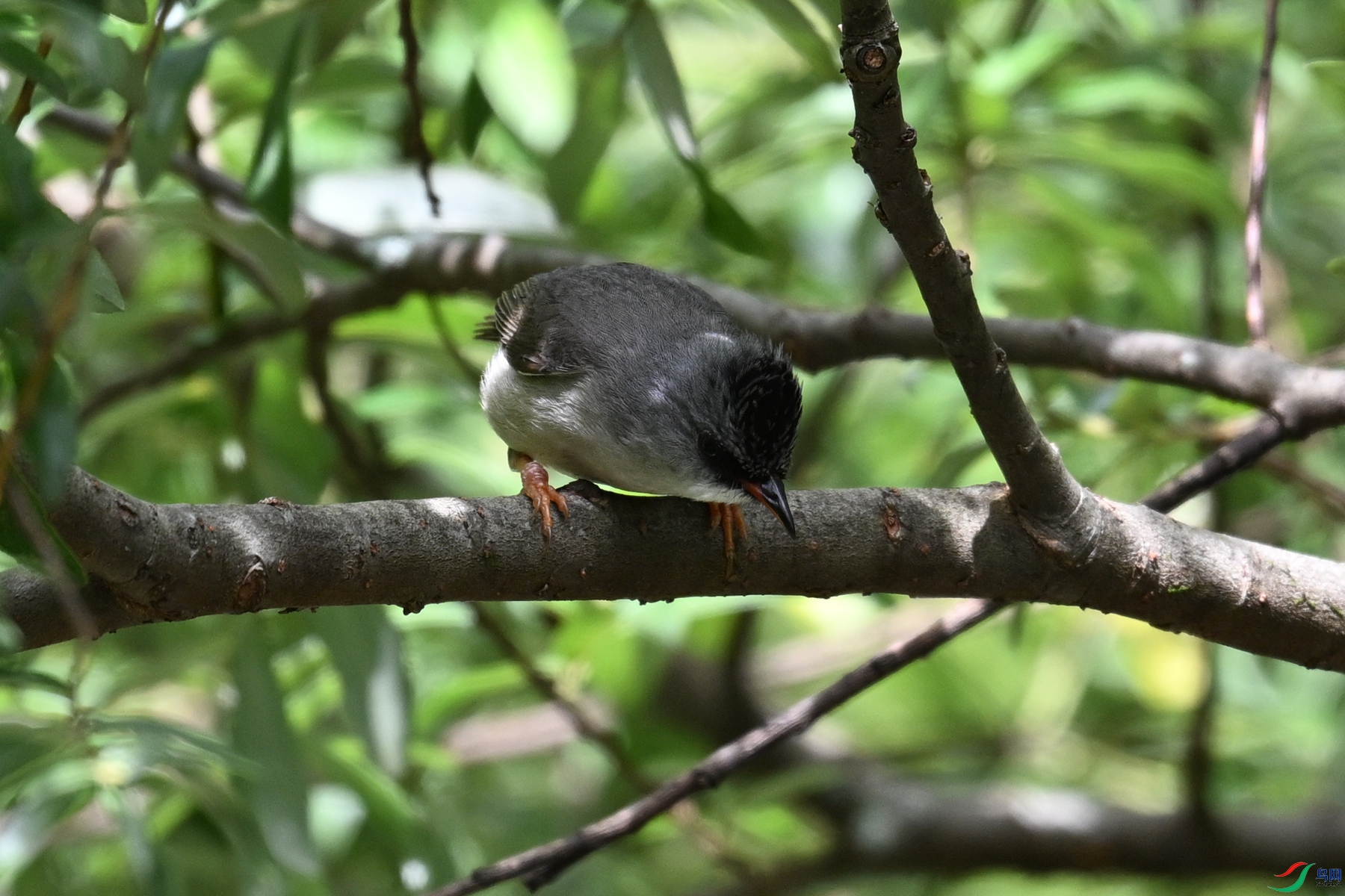 DSC_3347.JPG