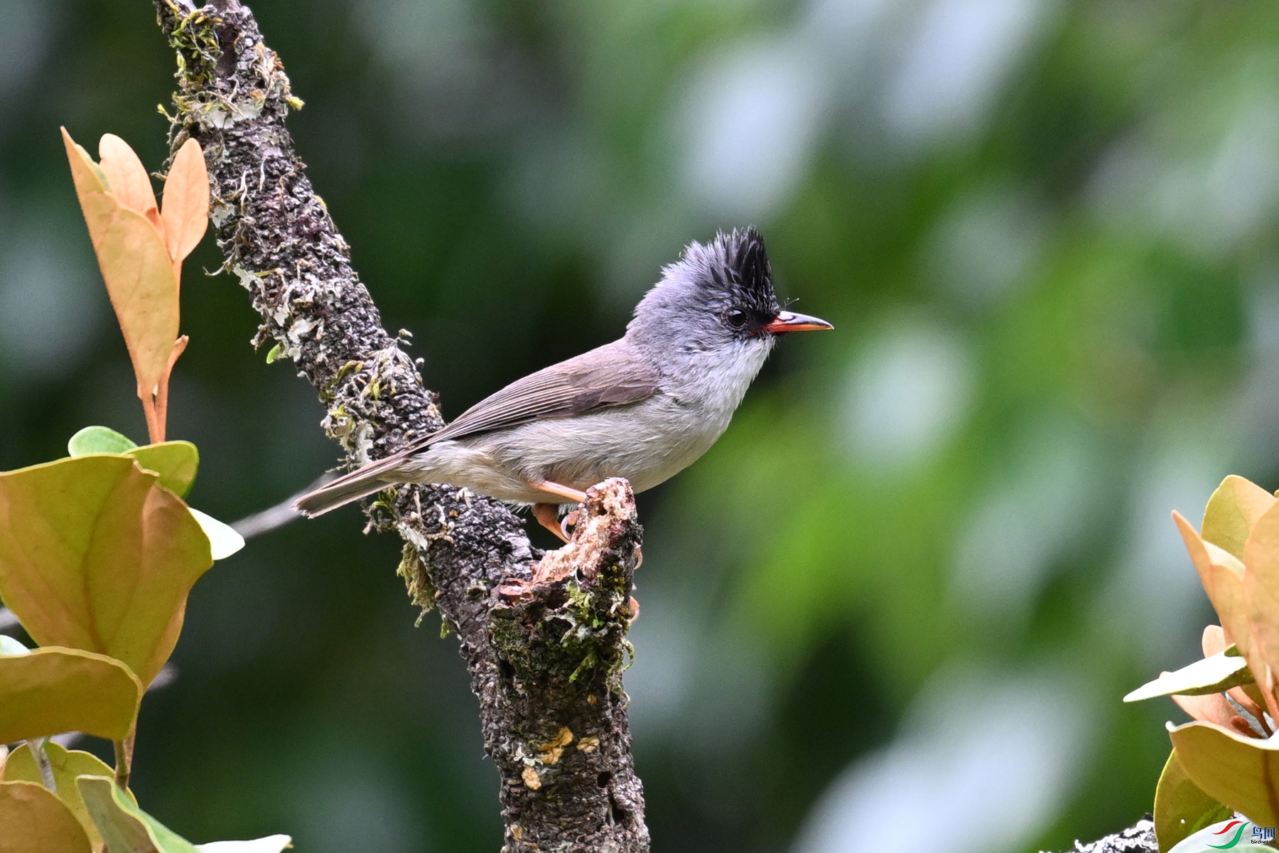 DSC_3296.JPG