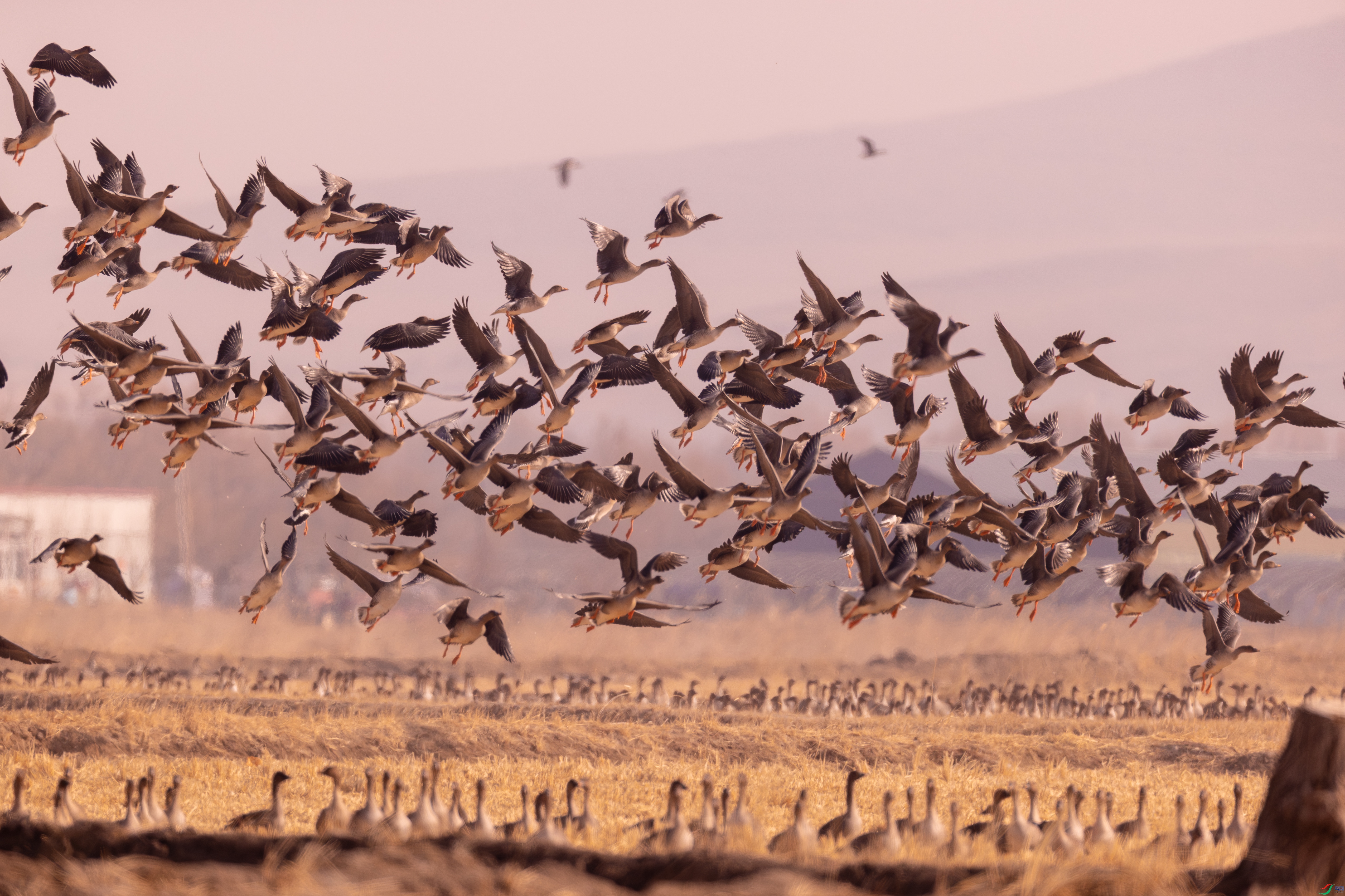 ������Ĵ���