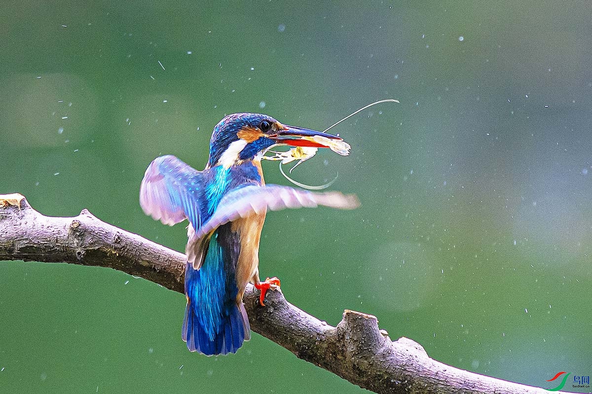 DSC_7997-����ǿ.jpg