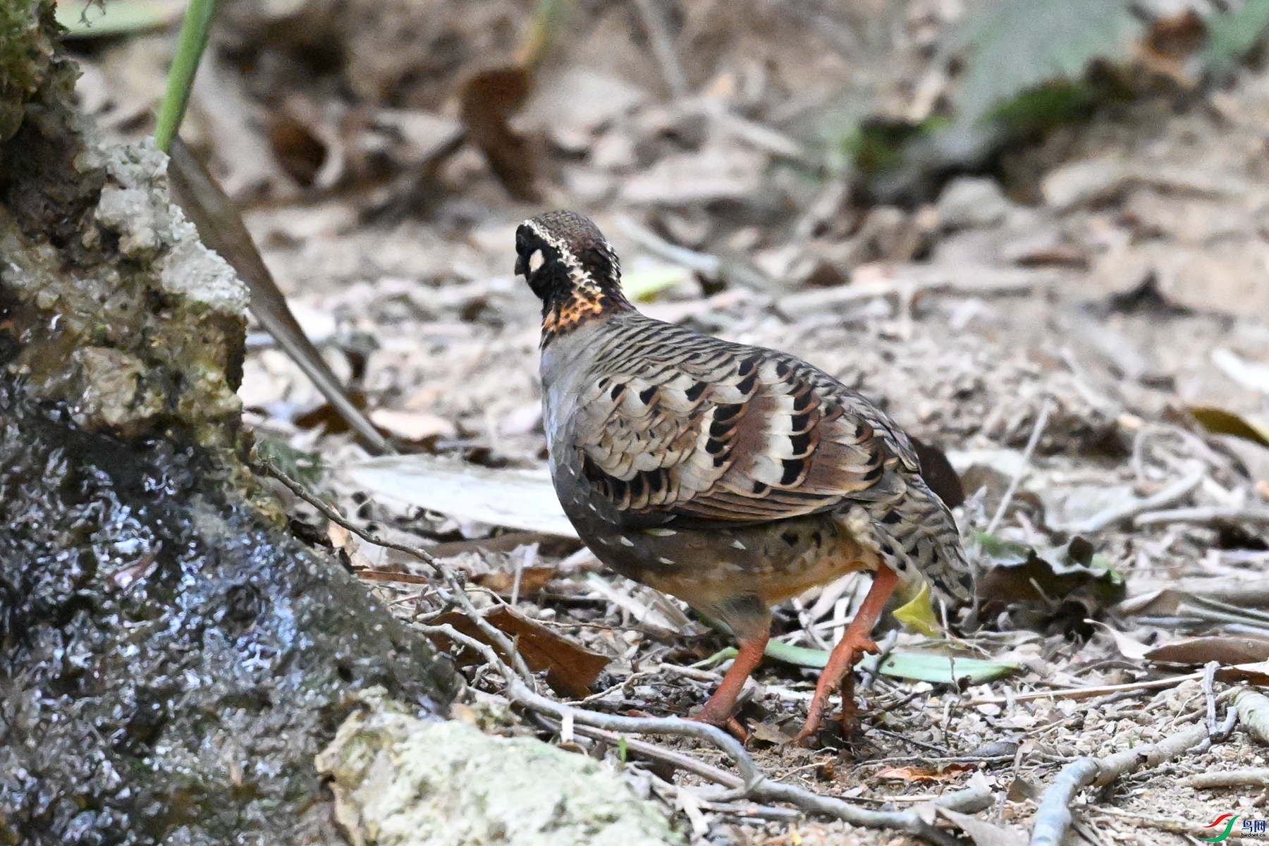 DSC_7389.JPG