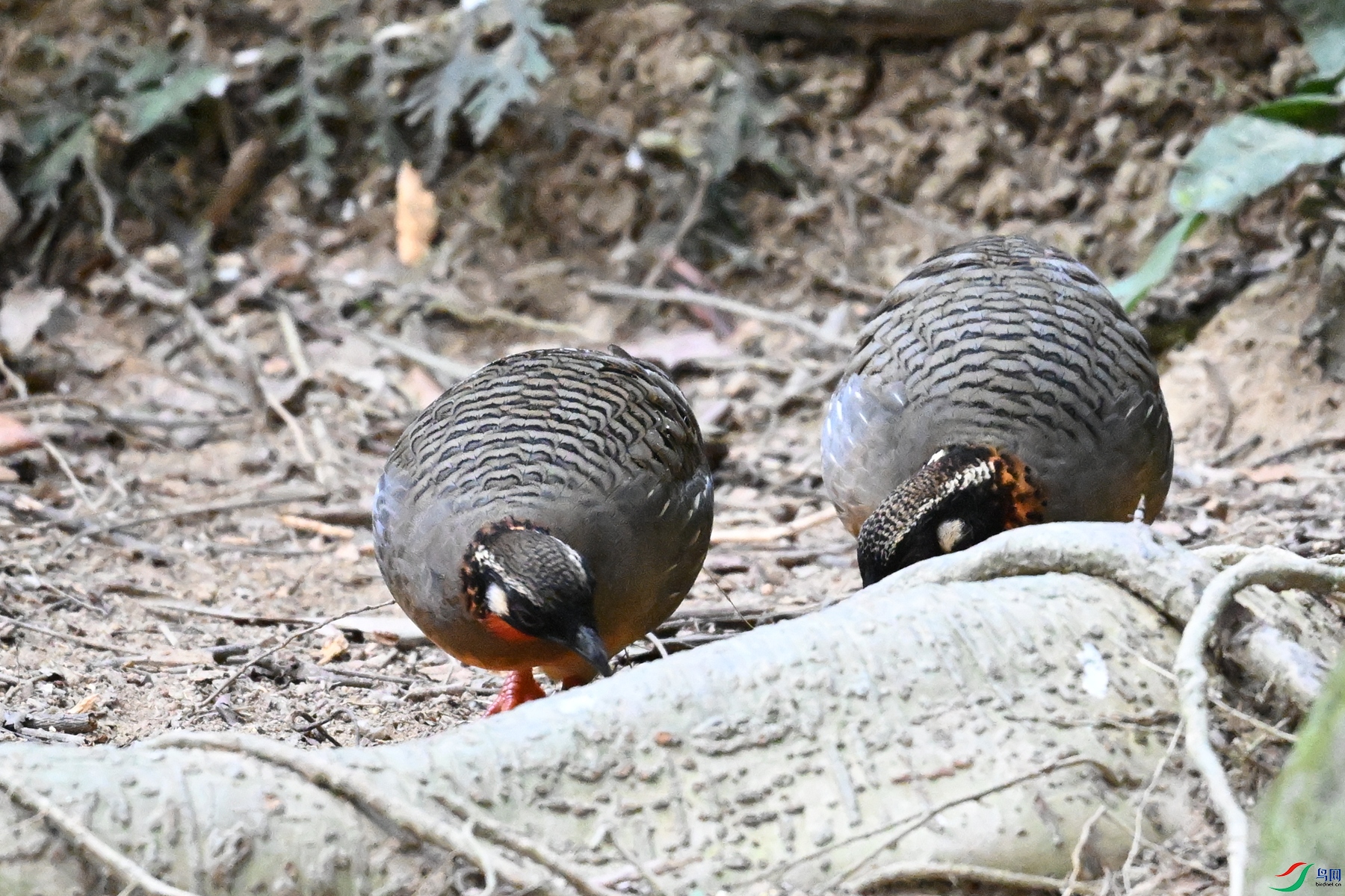 DSC_7408.JPG