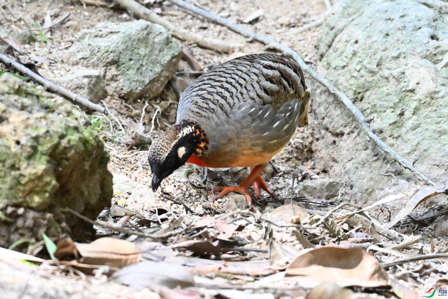DSC_7424.JPG