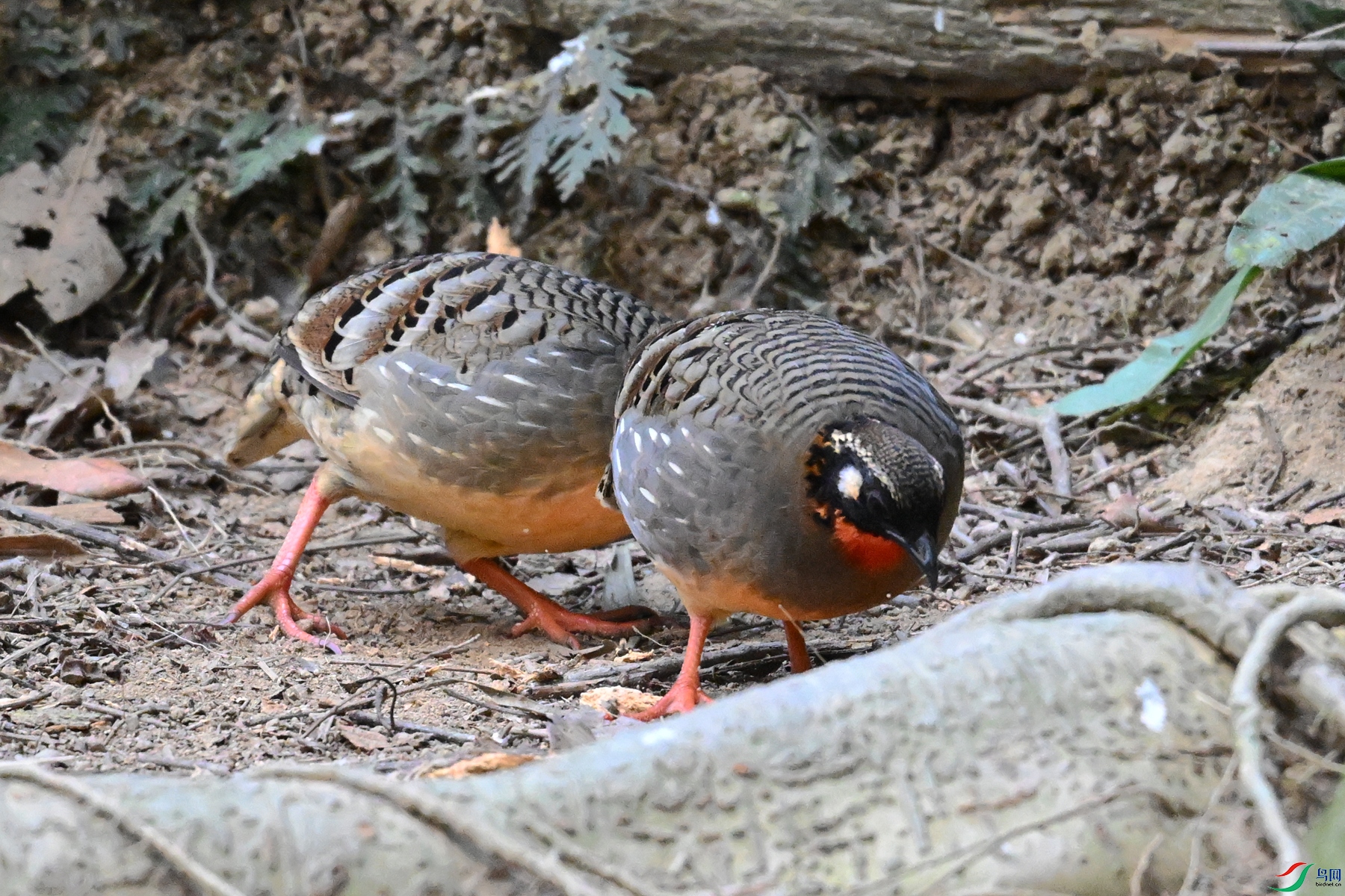 DSC_7399.JPG