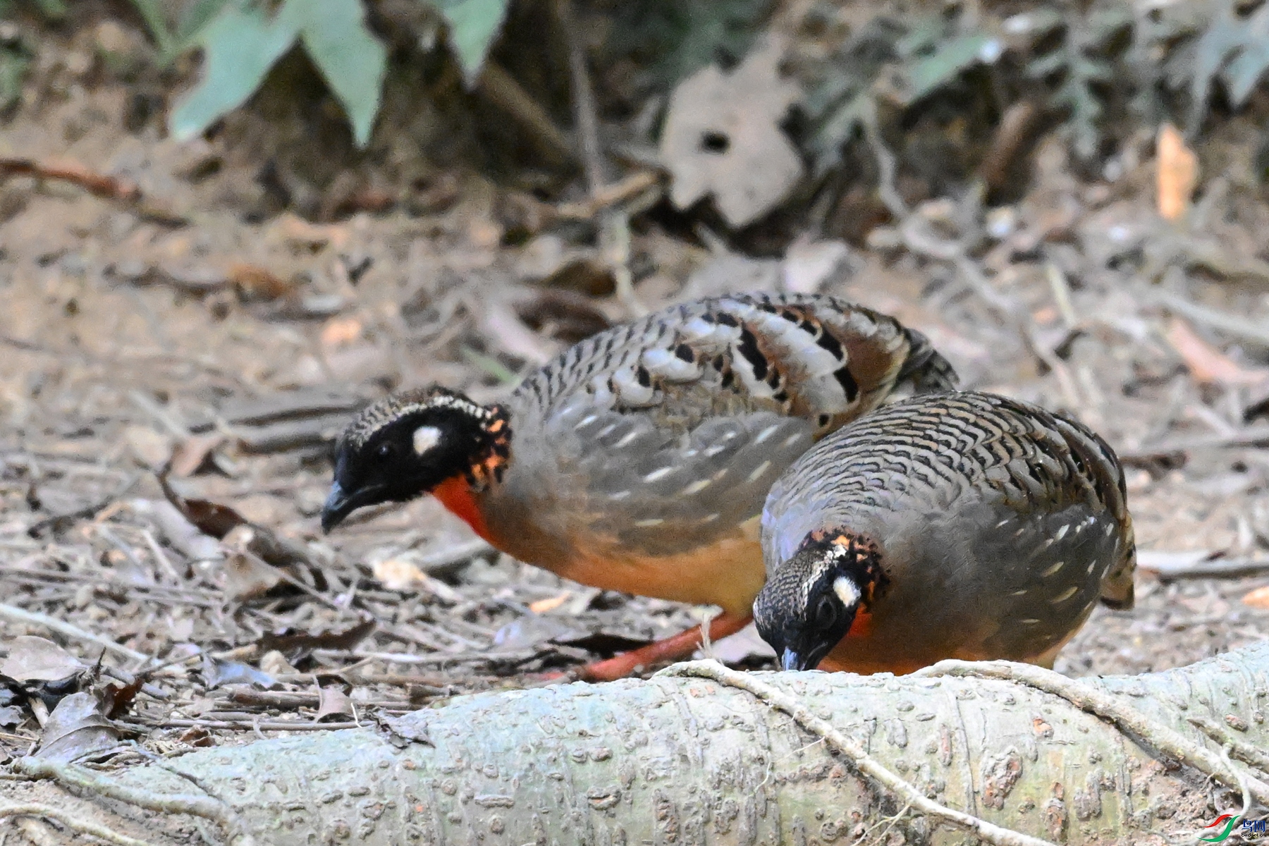 DSC_7419.JPG