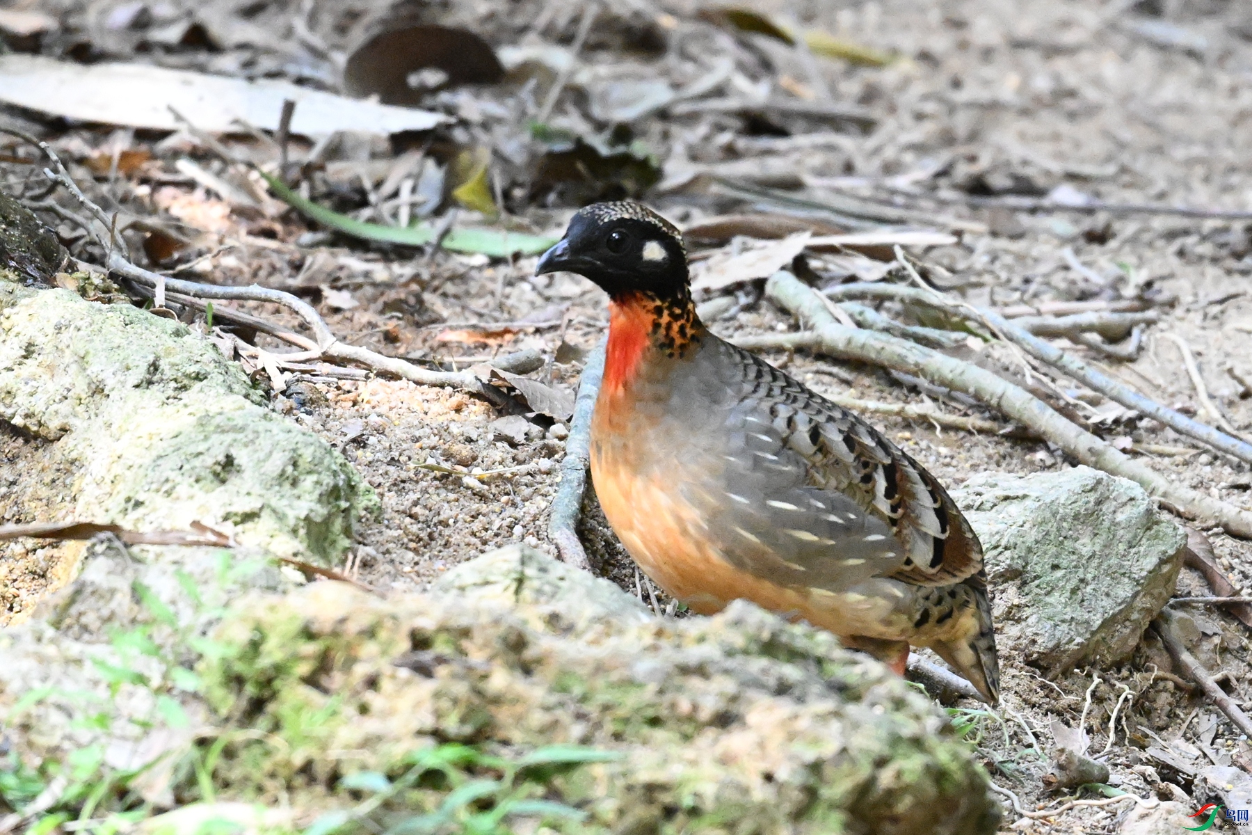 DSC_7433.JPG
