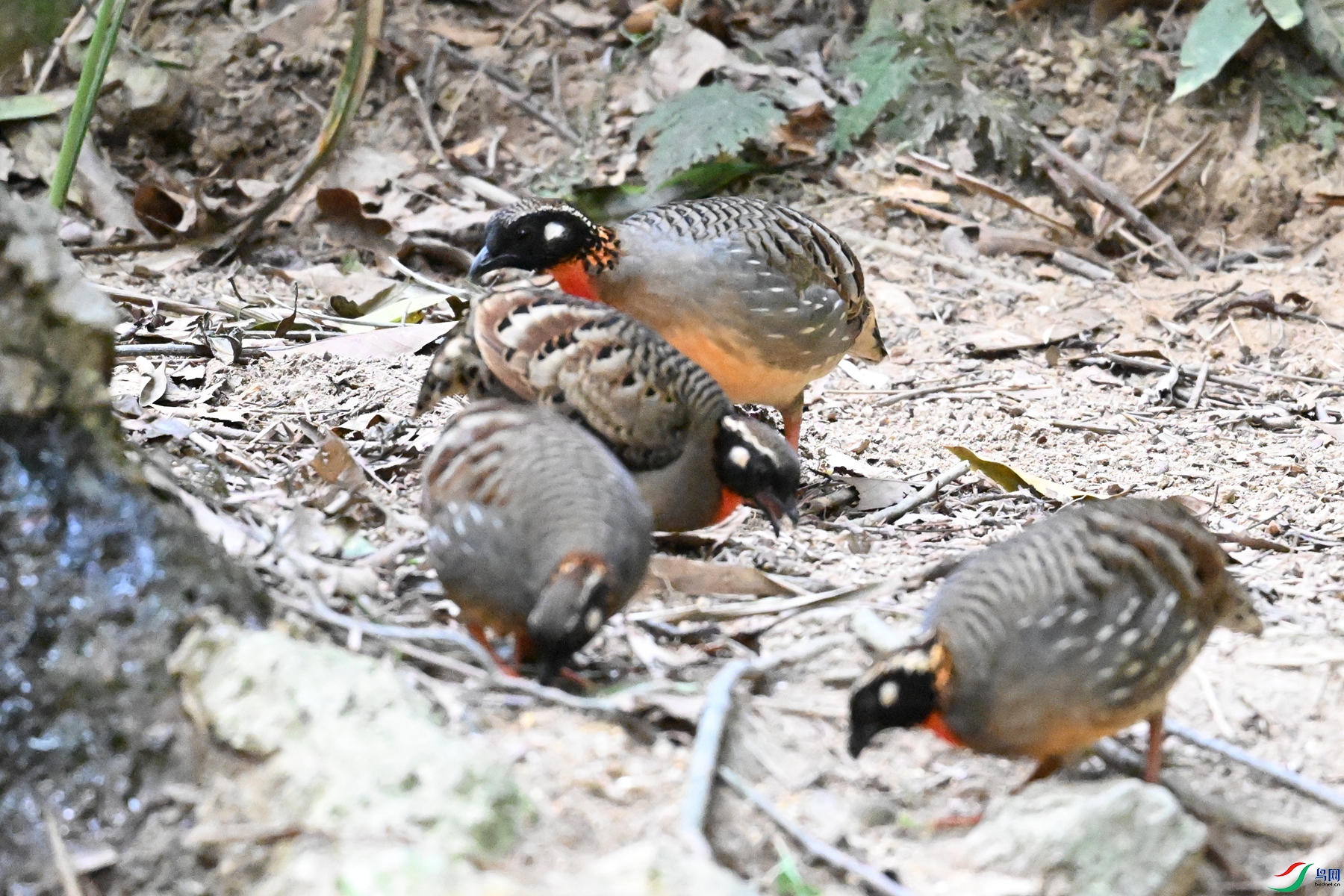 DSC_7337.JPG