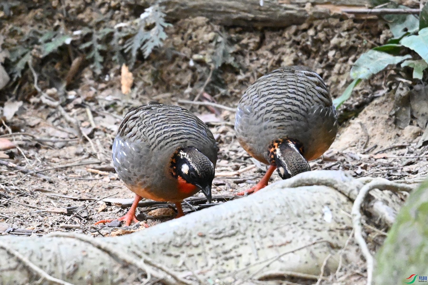 DSC_7404.JPG