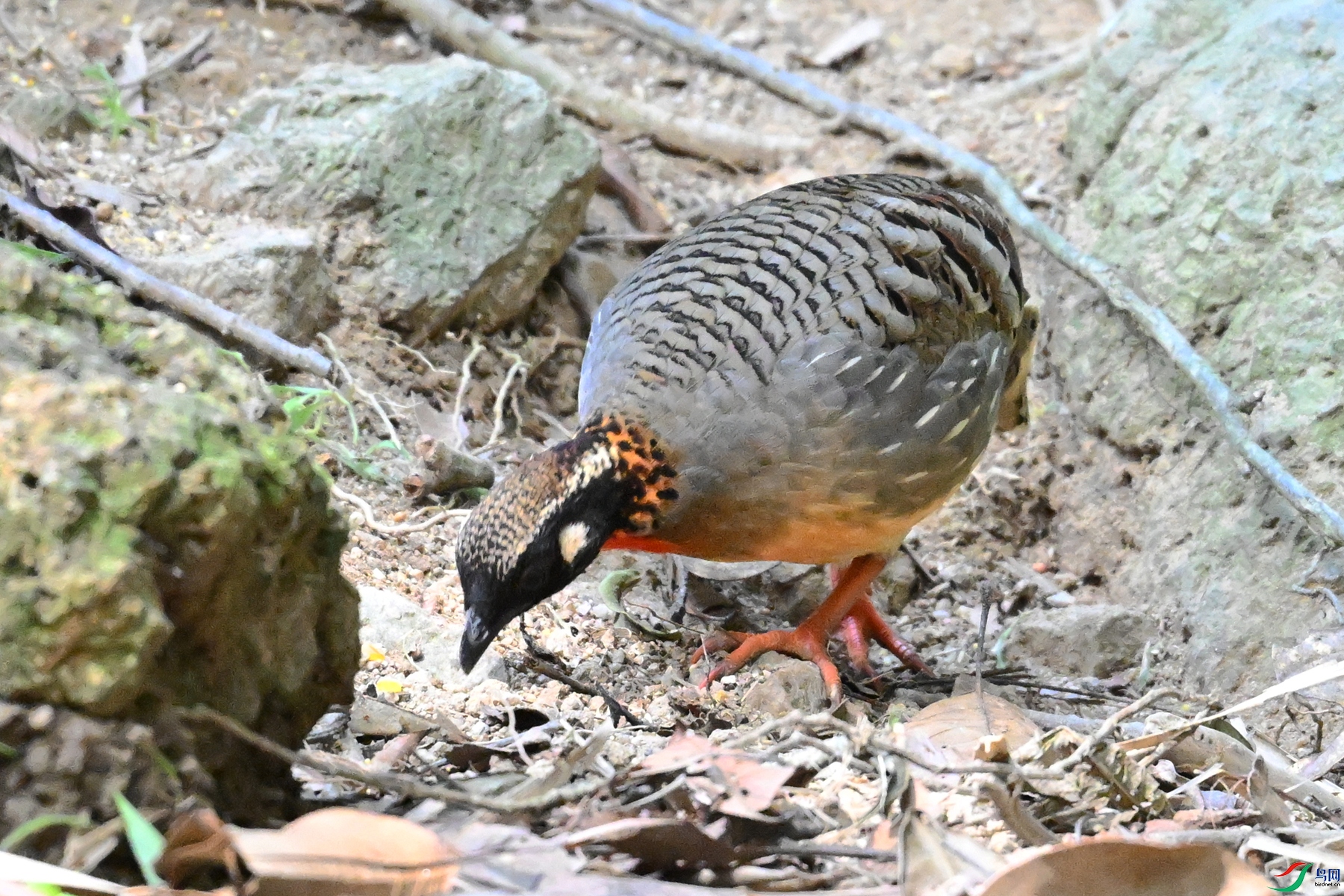 DSC_7423.JPG