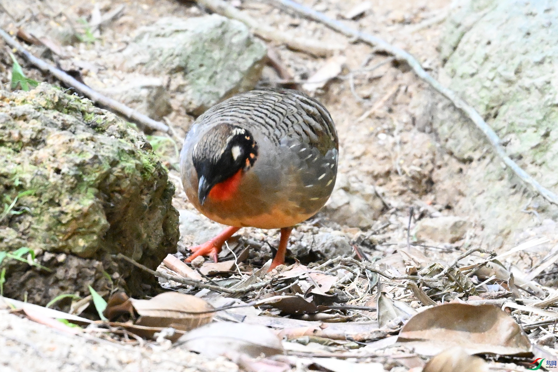 DSC_7439.JPG