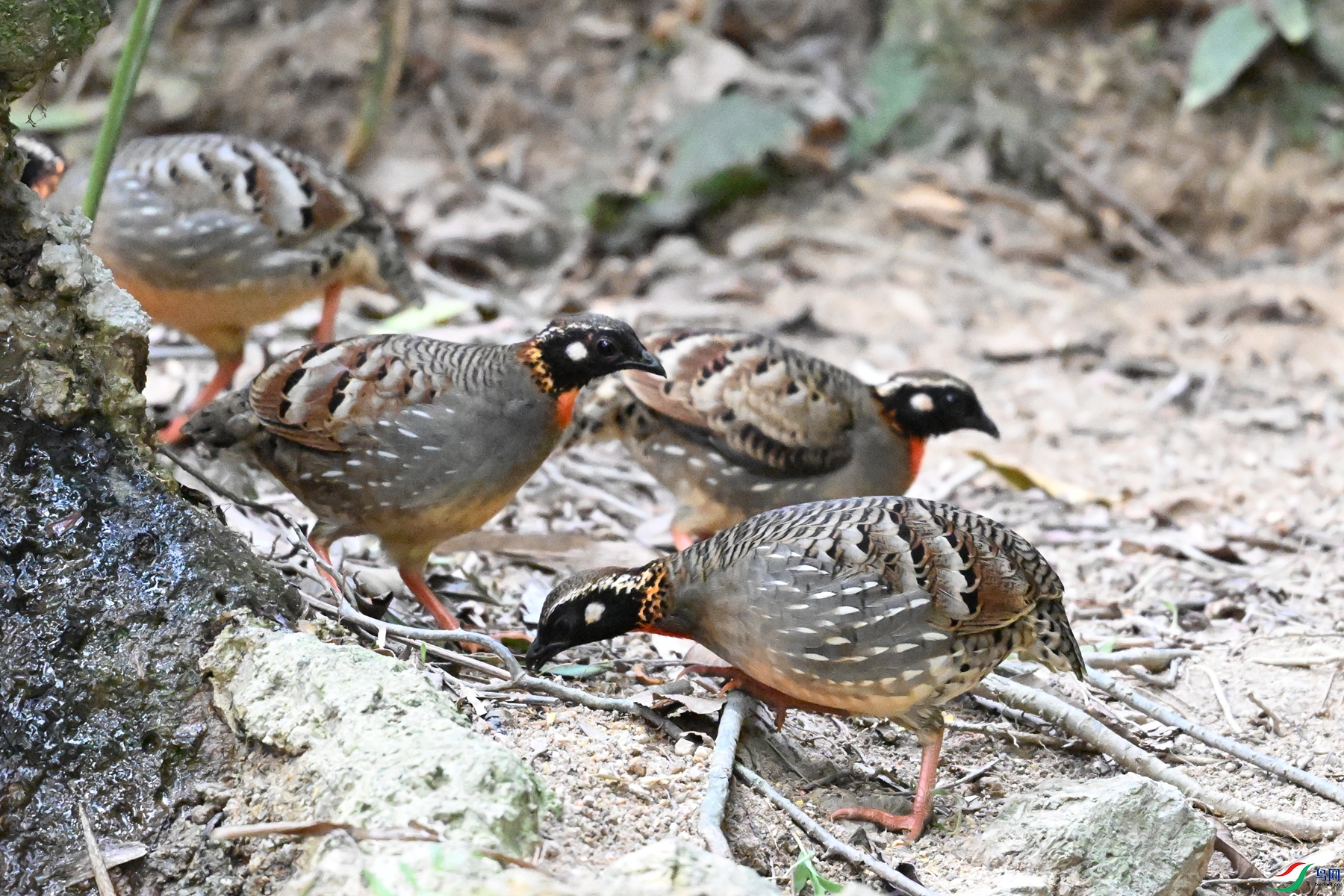 DSC_7341.JPG