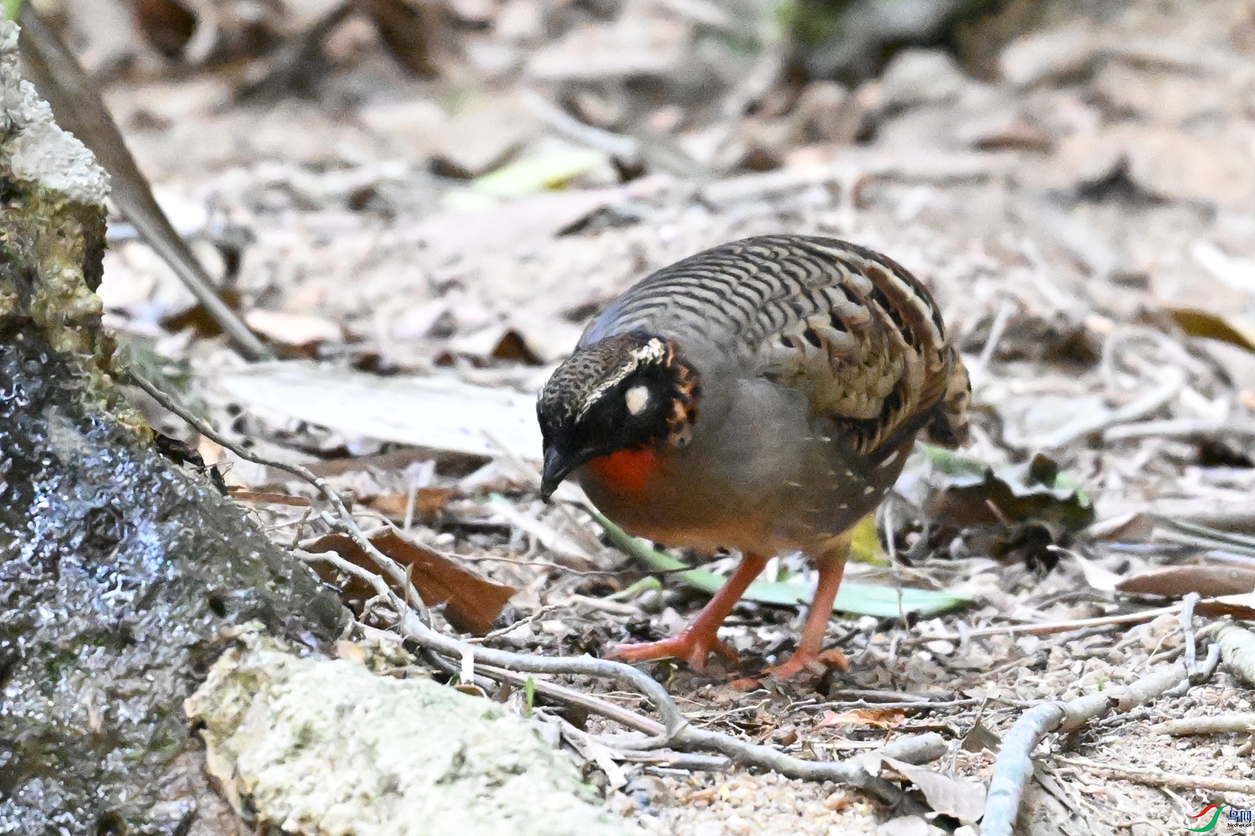 DSC_7380.JPG