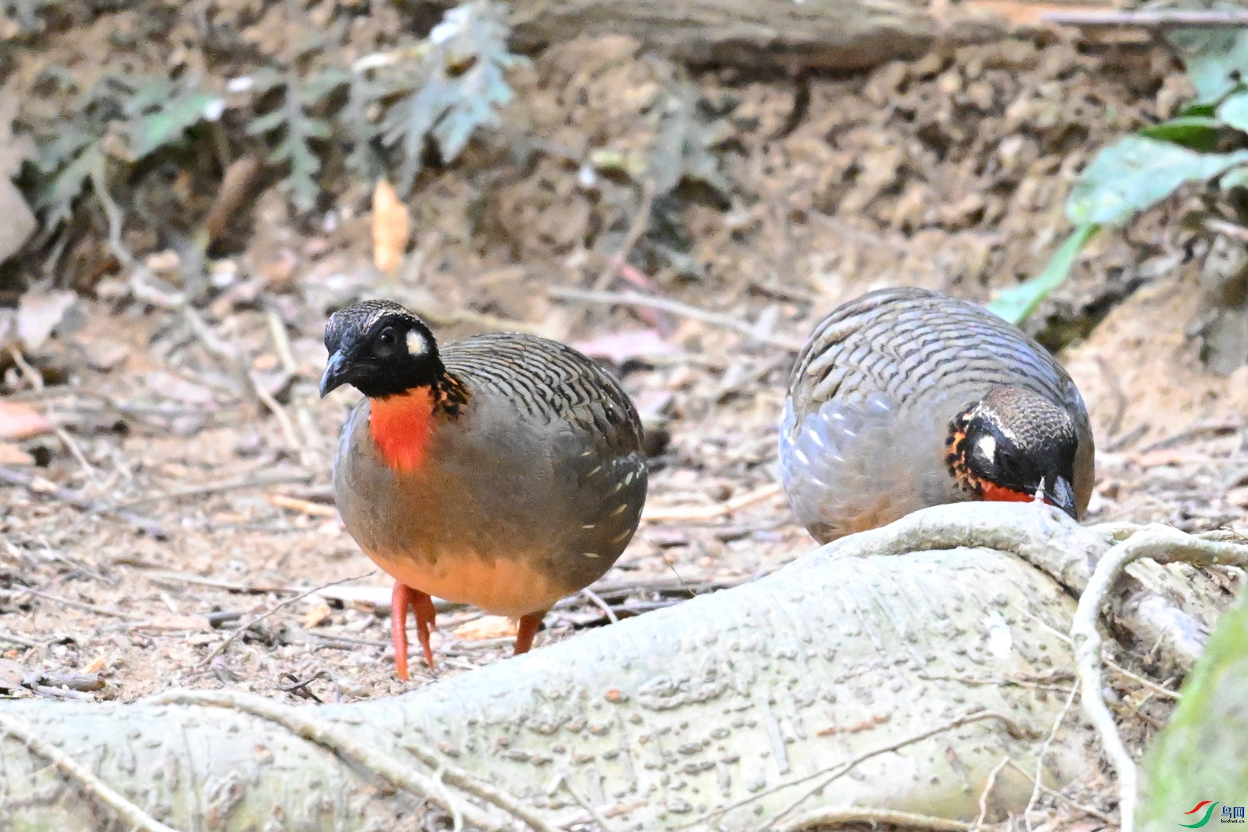 DSC_7409.JPG