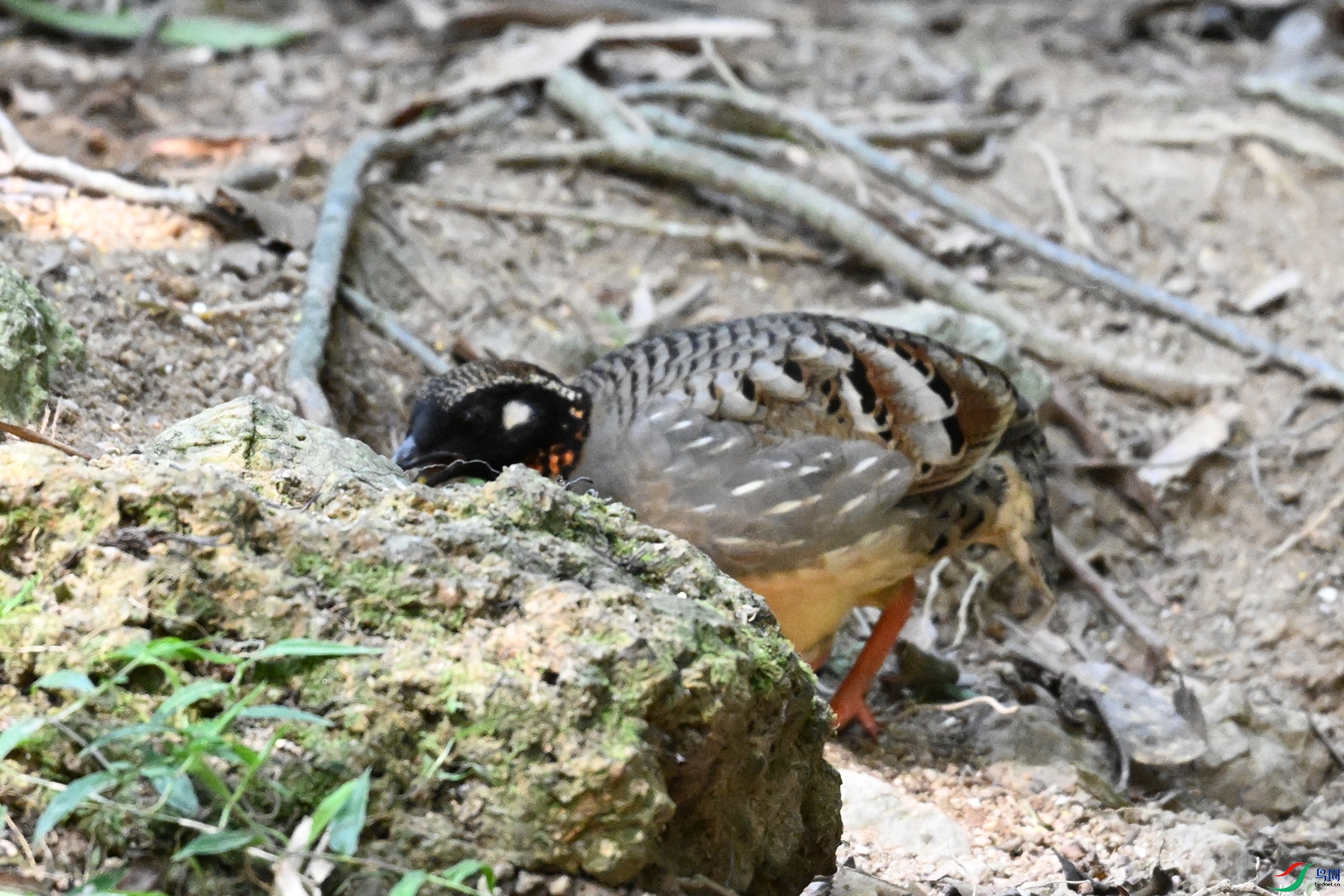 DSC_7427.JPG