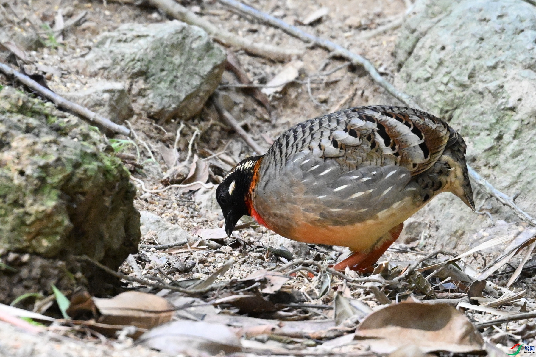 DSC_7444.JPG