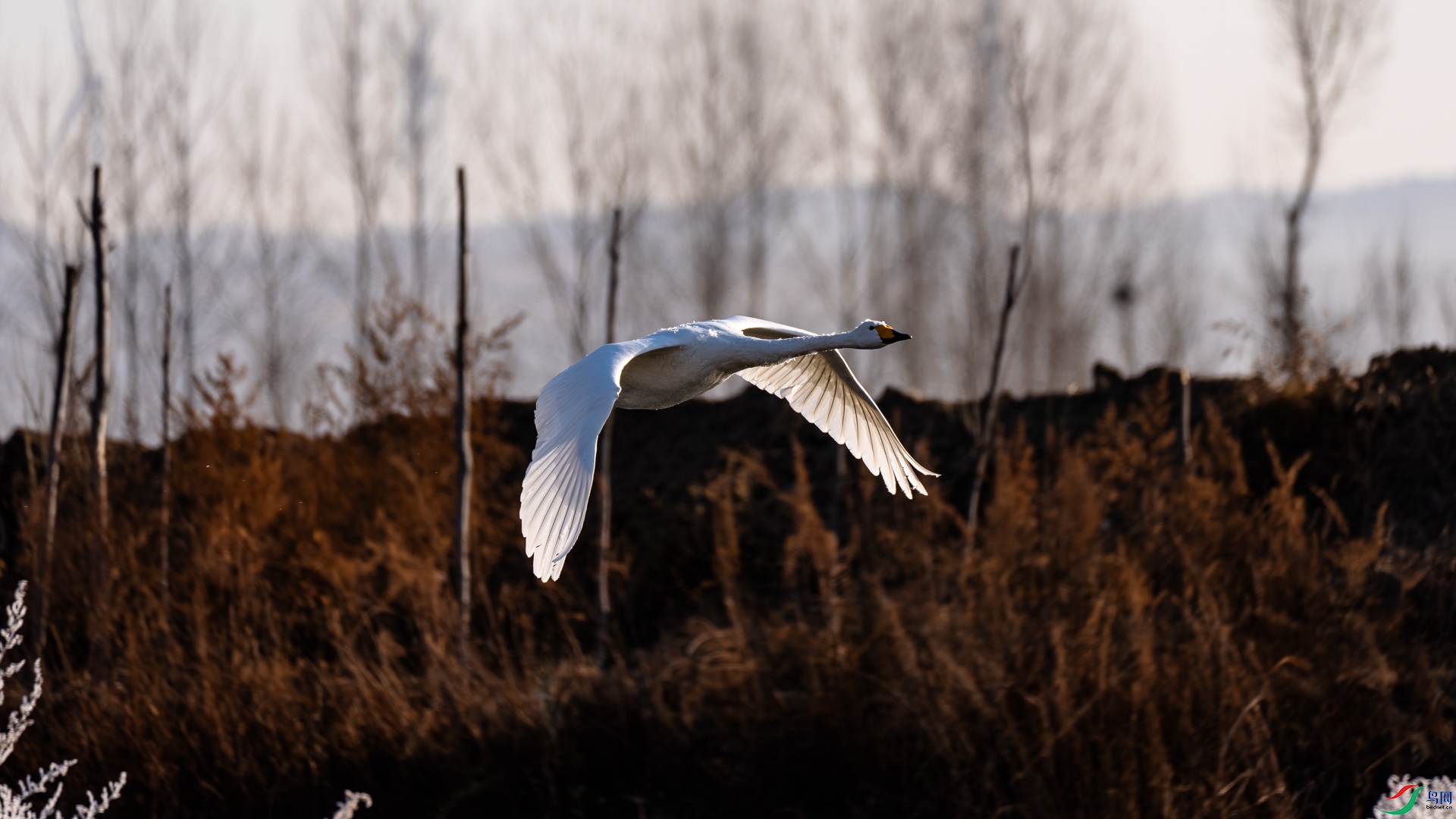 _DSC6531.jpg