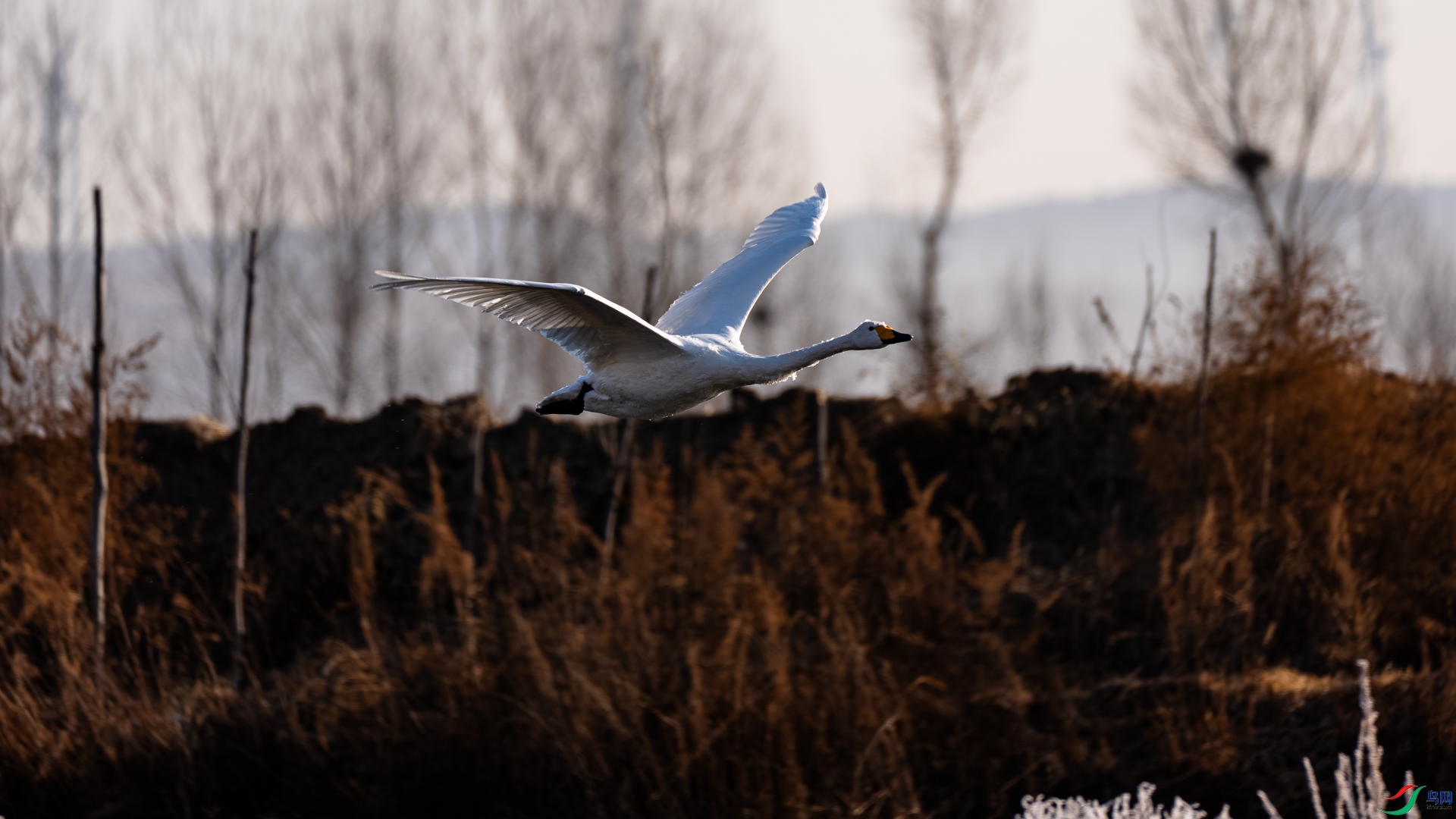 _DSC6534.jpg