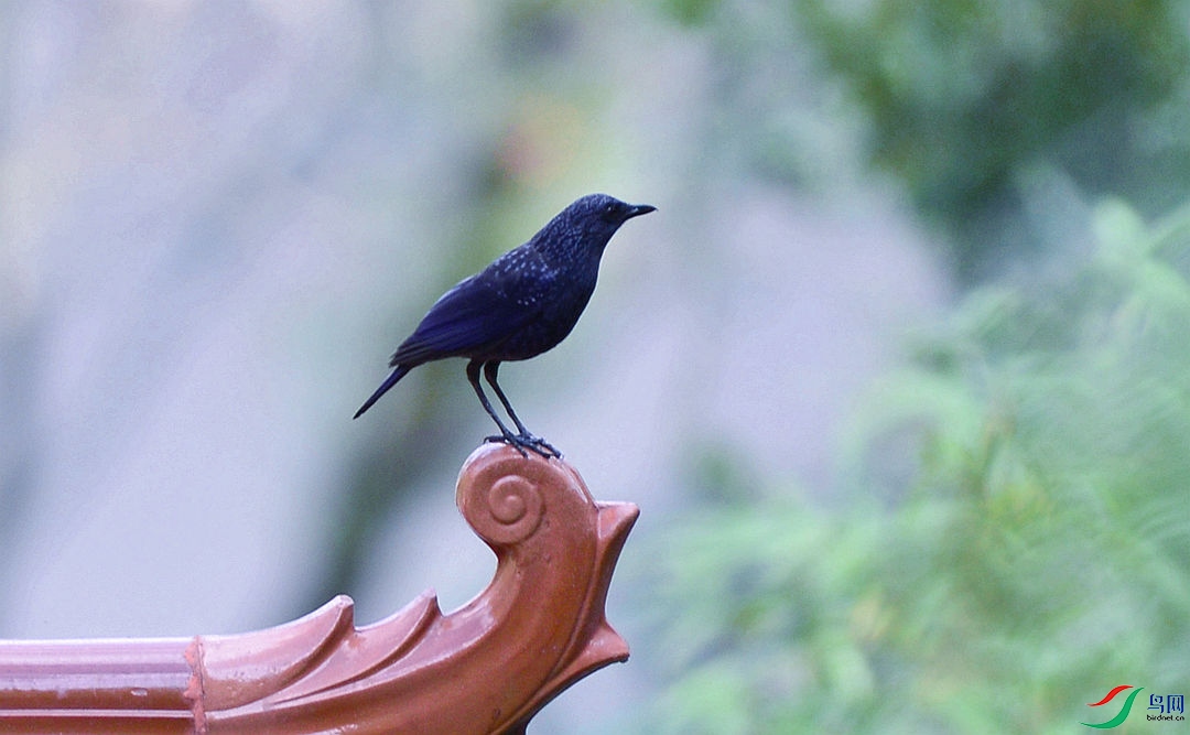 DSC_1754.JPG