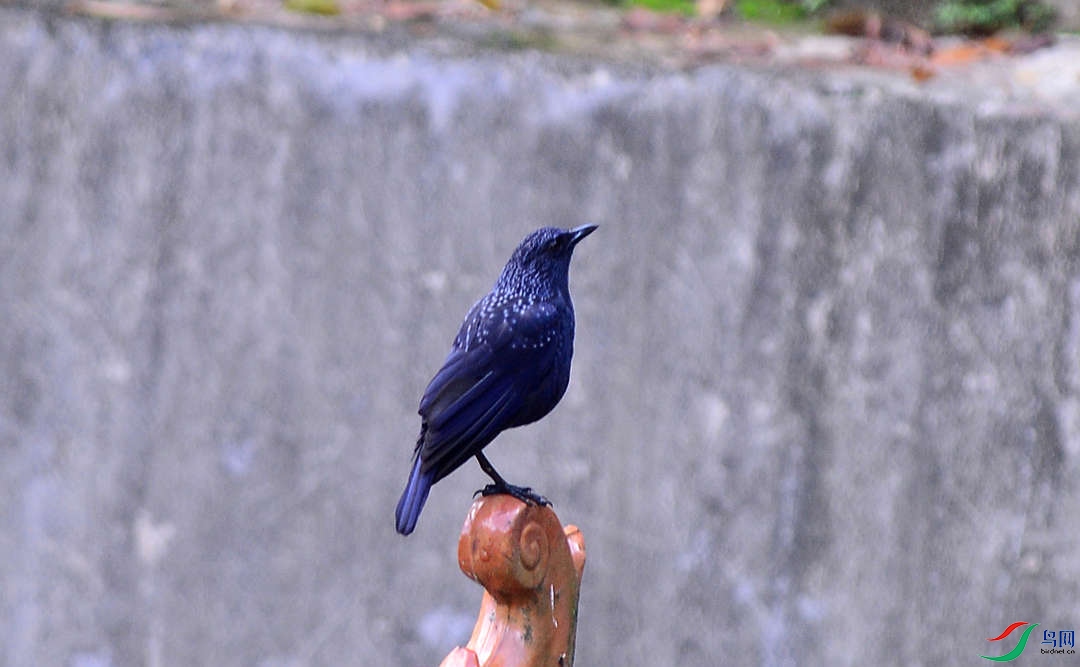 DSC_1752.JPG
